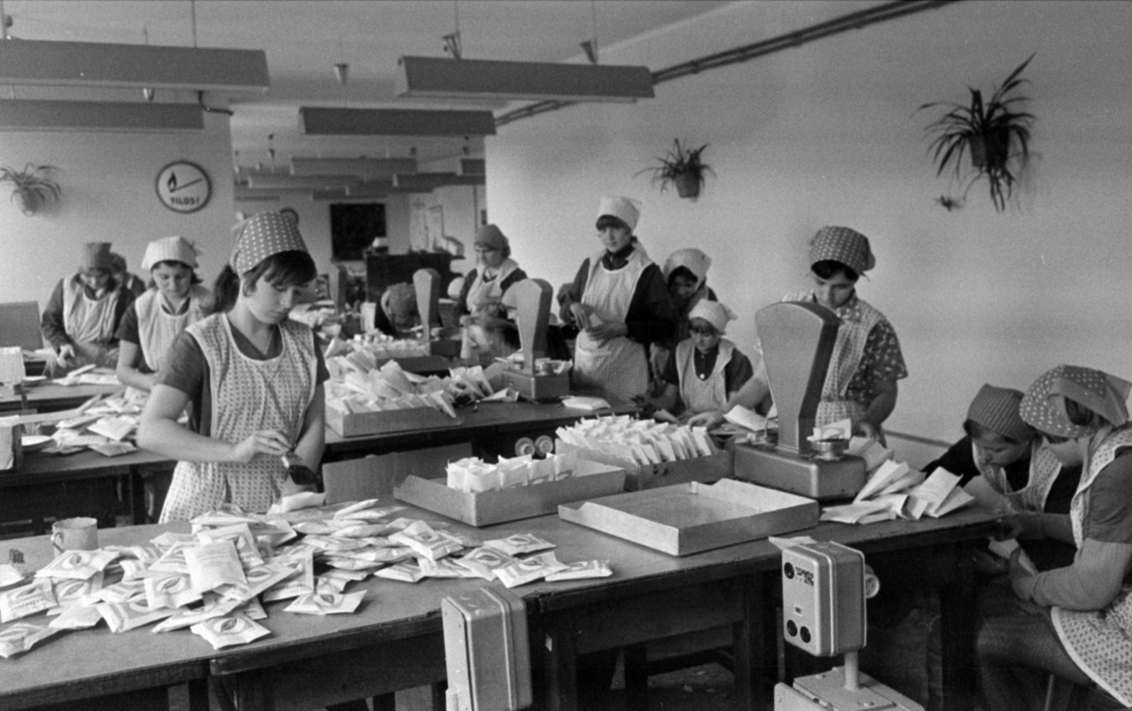 Magyarország, Pilis, Kossuth Lajos út 31., Hámán Kató Nevelőotthon (a Fővárosi Tanács leányotthona). Babérlevél csomagolása., 1969, Bojár Sándor, Fortepan #180004