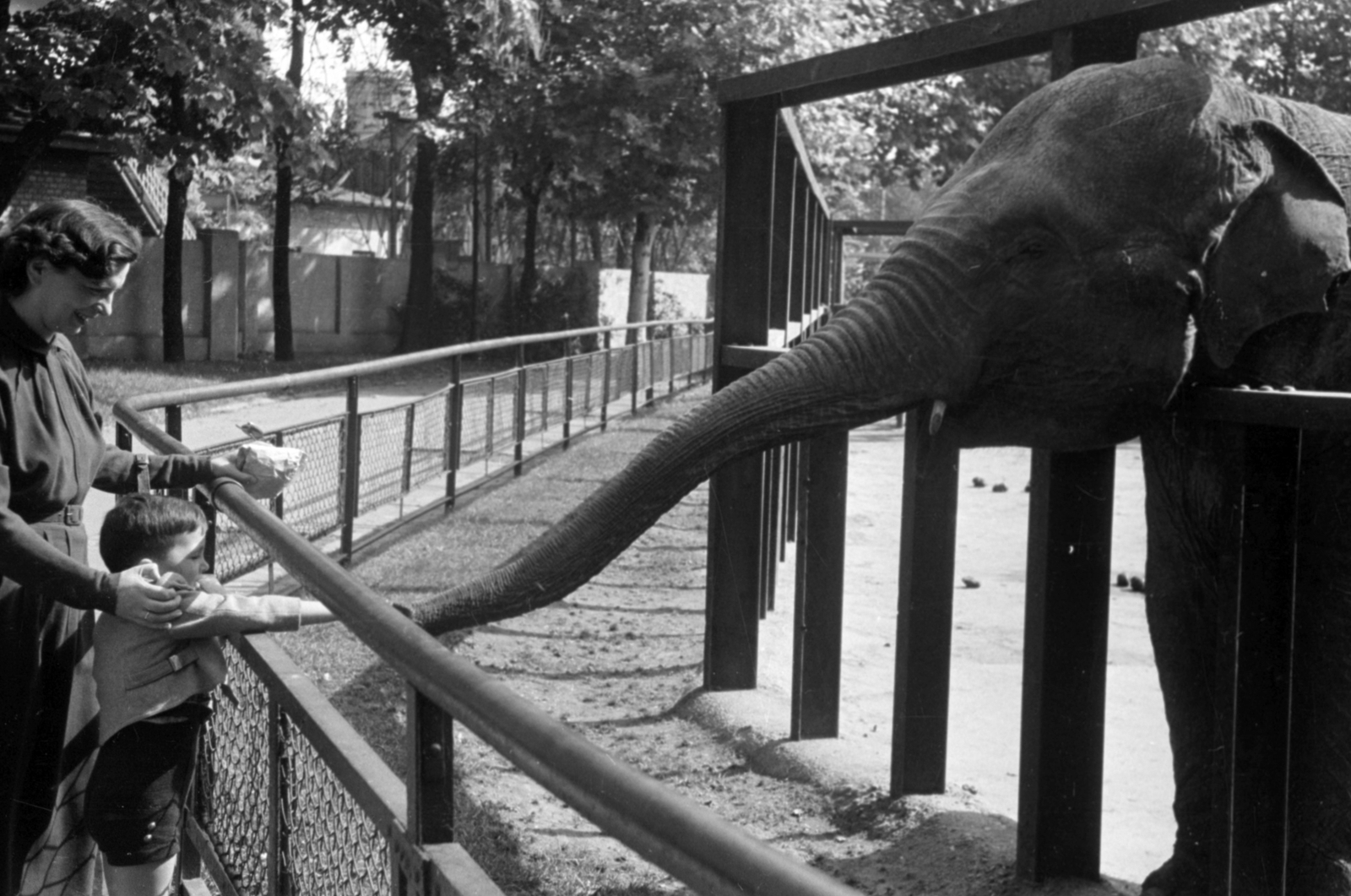 Hungary, Zoo, Budapest XIV., 1953, Bojár Sándor, elephant, zoo, Budapest, Fortepan #180535