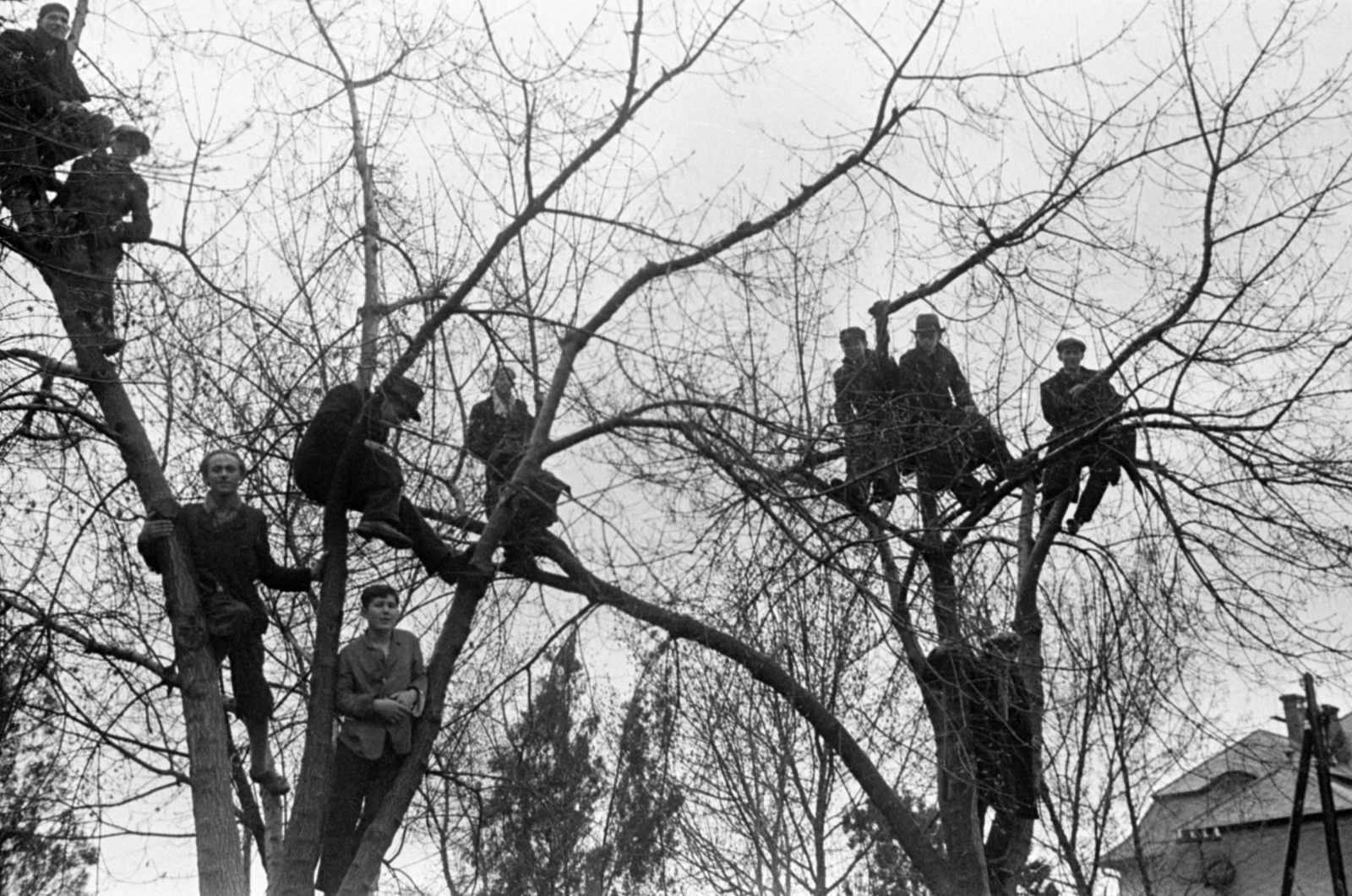 1939, Bojár Sándor, sitting on a tree, Fortepan #180602