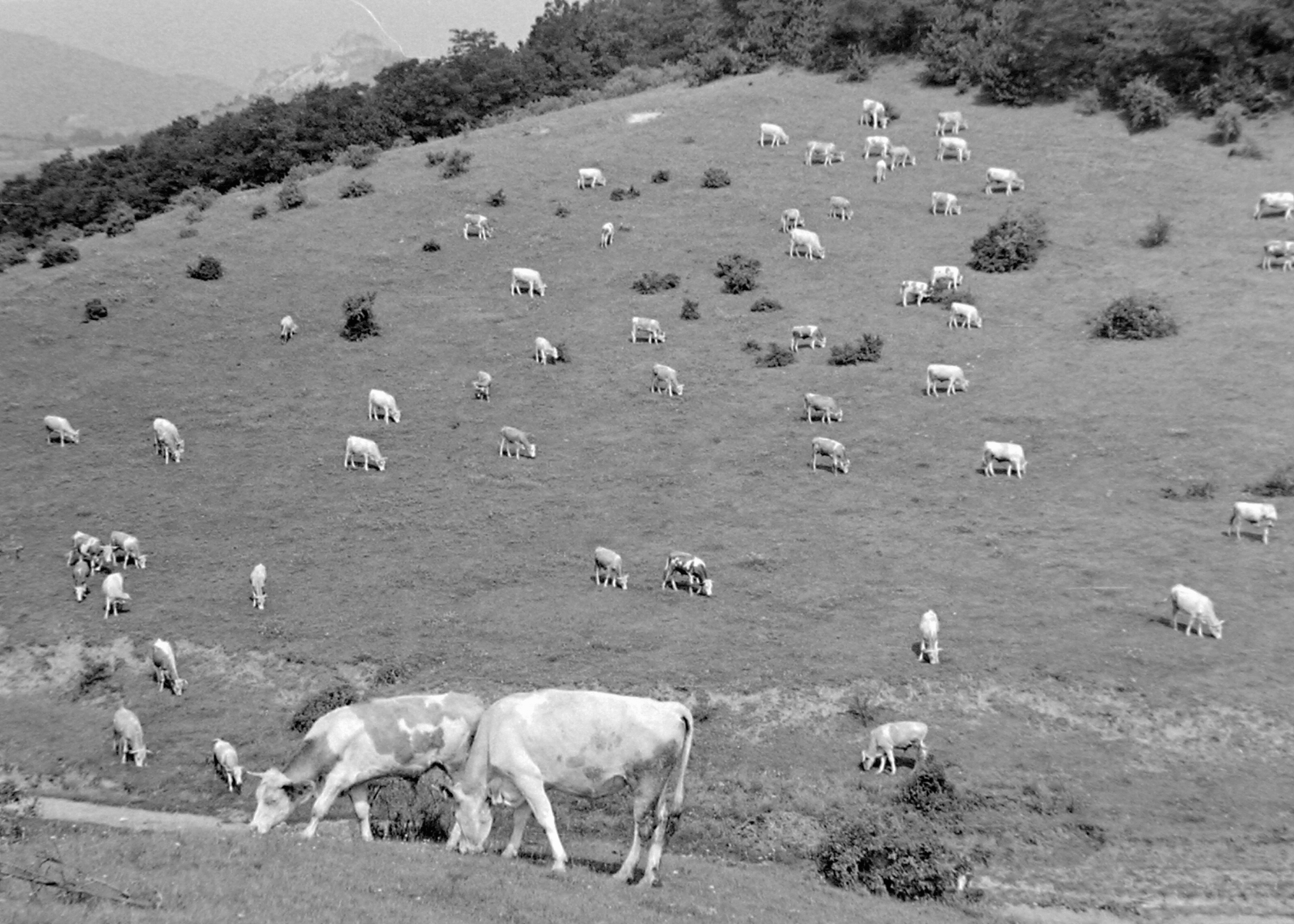 Hungary, Sirok, a várhegy oldala., 1956, Magyar Rendőr, cattle, cattle herd, Fortepan #18133