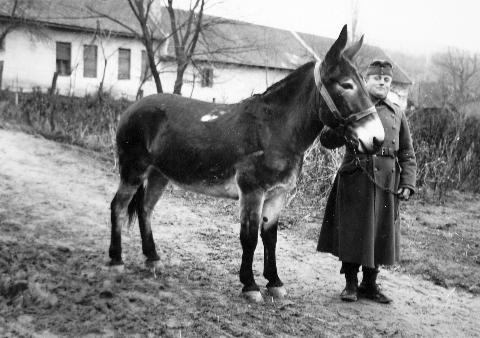 1942, Saly Noémi, mule, Fortepan #18283