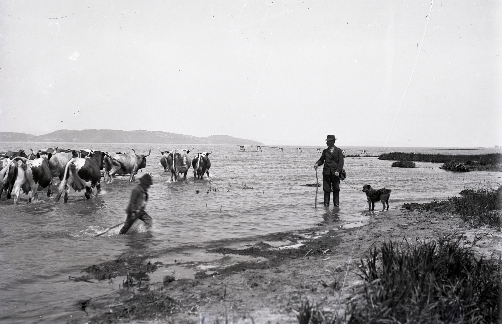 Hungary, Balatonföldvár, szarvasmarhák itatása a Balatonban. Leltári jelzet: MMKM TEMGY 2019.1.1. 0823, 1932, Magyar Műszaki és Közlekedési Múzeum / BAHART Archívum, Fortepan #183364