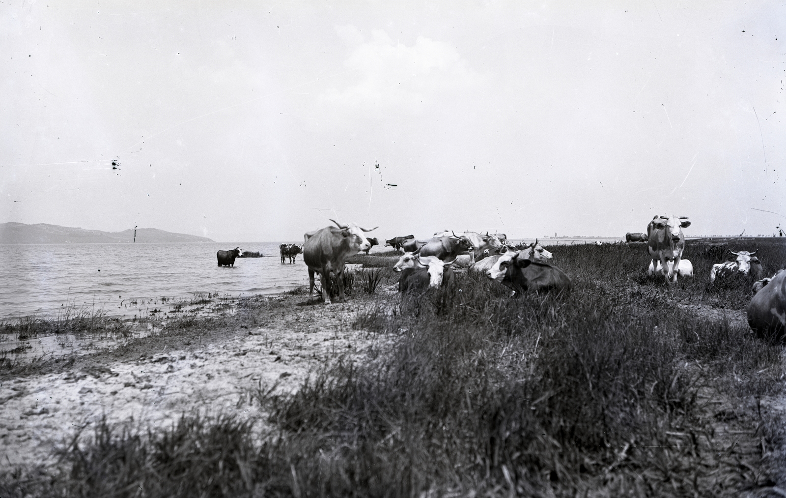 Hungary,Lake Balaton, Szántód, »Balaton-parton delelő tehenek Szántódnál« Leltári jelzet: MMKM TEMGY 2019.1.1. 0825, 1922, Magyar Műszaki és Közlekedési Múzeum / BAHART Archívum, drinking, Fortepan #183366