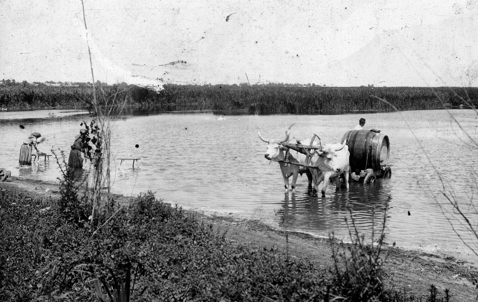 Magyarország, Balatonkenese, »Vizeslajtot a Balaton vizével töltik. Baloldalon asszonyok mosnak, illetve szapulnak« Leltári jelzet: MMKM TEMGY 2019.1.1. 0753, 1908, Magyar Műszaki és Közlekedési Múzeum / BAHART Archívum, lajtoskocsi, mosás, vízpart, ökörfogat, nádas, szürkemarha, Balaton, Fortepan #183462