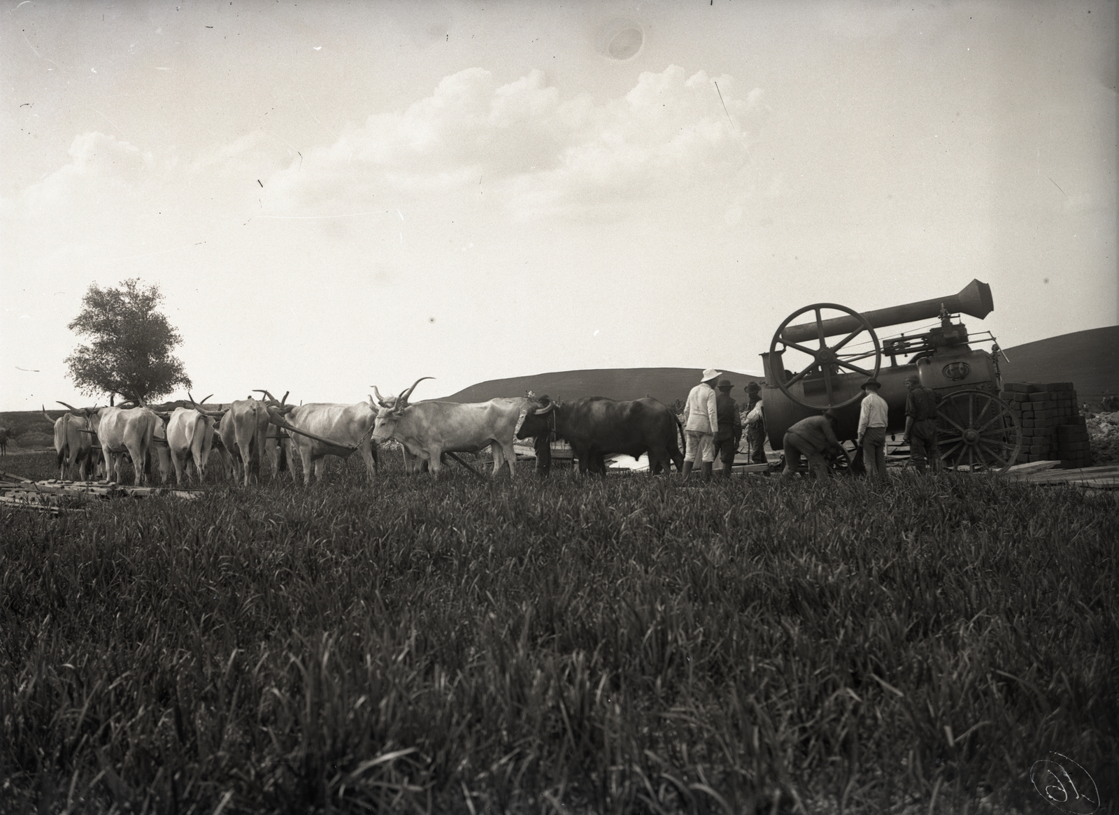 Hungary, »Ingoványos talajon megsüllyedt lokomobil vontatása a Sió csatorna szabályozásához, 1892 körül, bivalyokkal és ökrökkel« Leltári jelzet: MMKM TEMGY 2019.1.1. 0731, 1900, Magyar Műszaki és Közlekedési Múzeum / BAHART Archívum, cattle, Hungarian grey cattle, Steam-engine, traction engine, Fortepan #183580