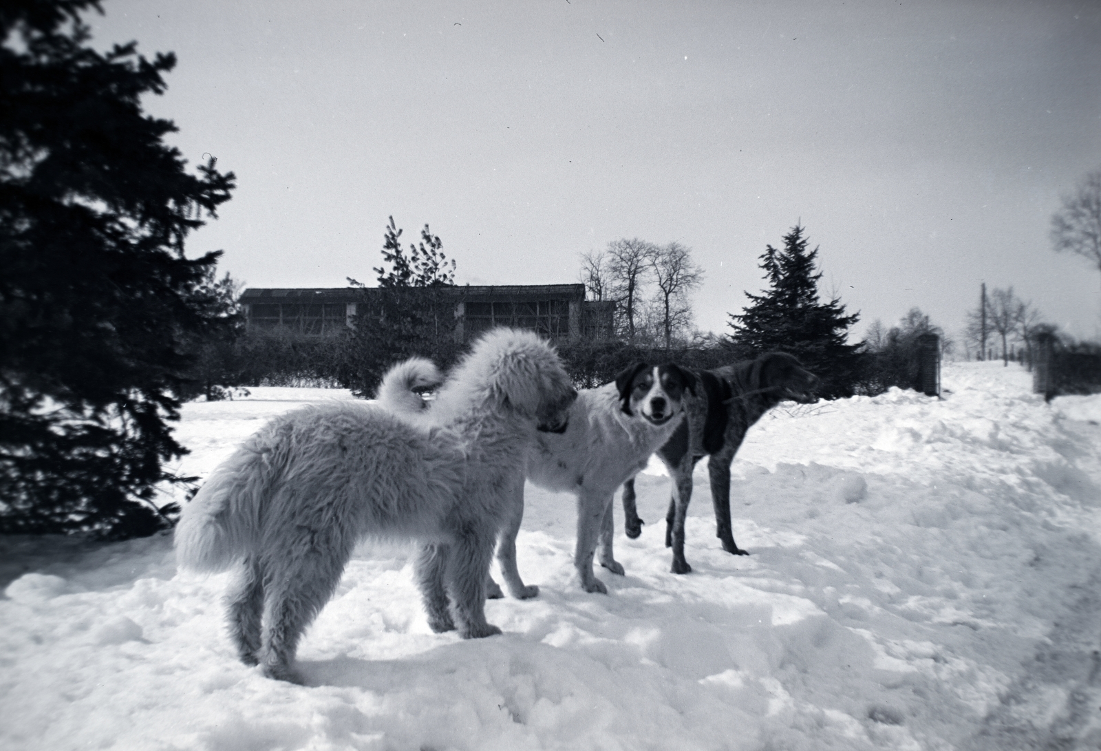 1936, Breuer Pál, dog, Fortepan #183650