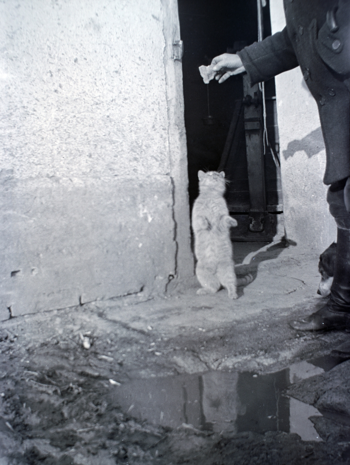 1936, Breuer Pál, cat, Fortepan #183662