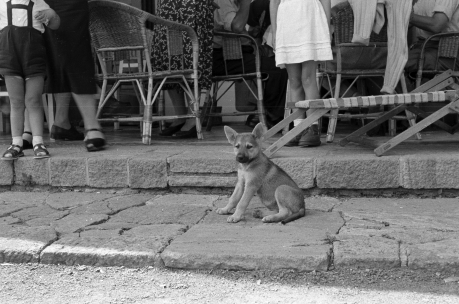 1965, Breuer Pál, dog, Fortepan #183718