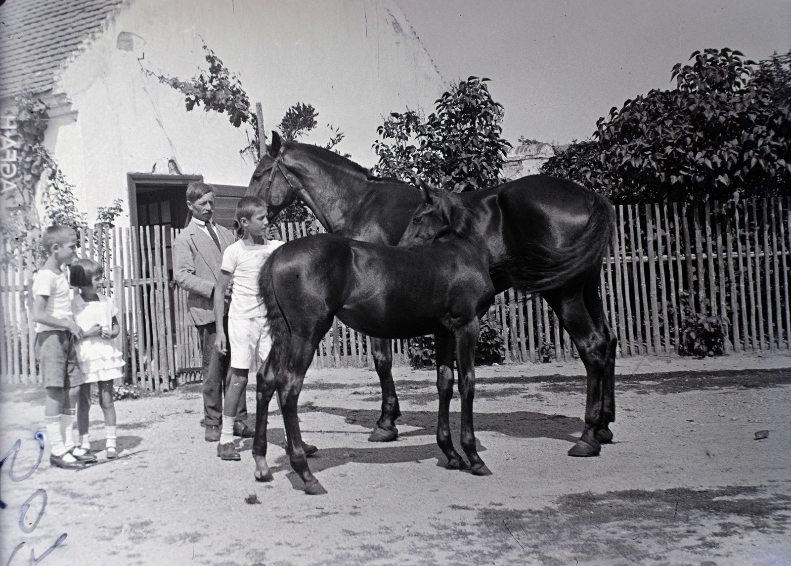 1929, Divéky István, ló, Fortepan #183749