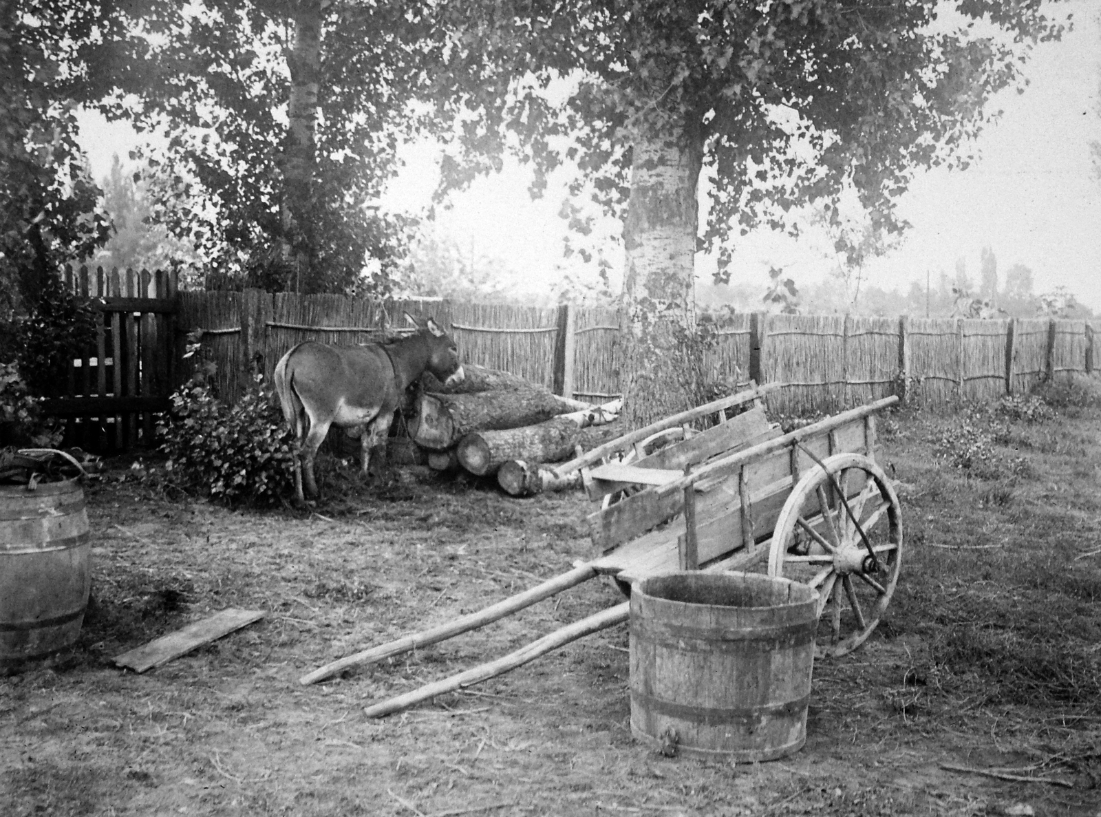 1925, Jankovszky György, udvar, szamár, hordó, kerítés, kordé, dézsa, nyárfa, Fortepan #18397