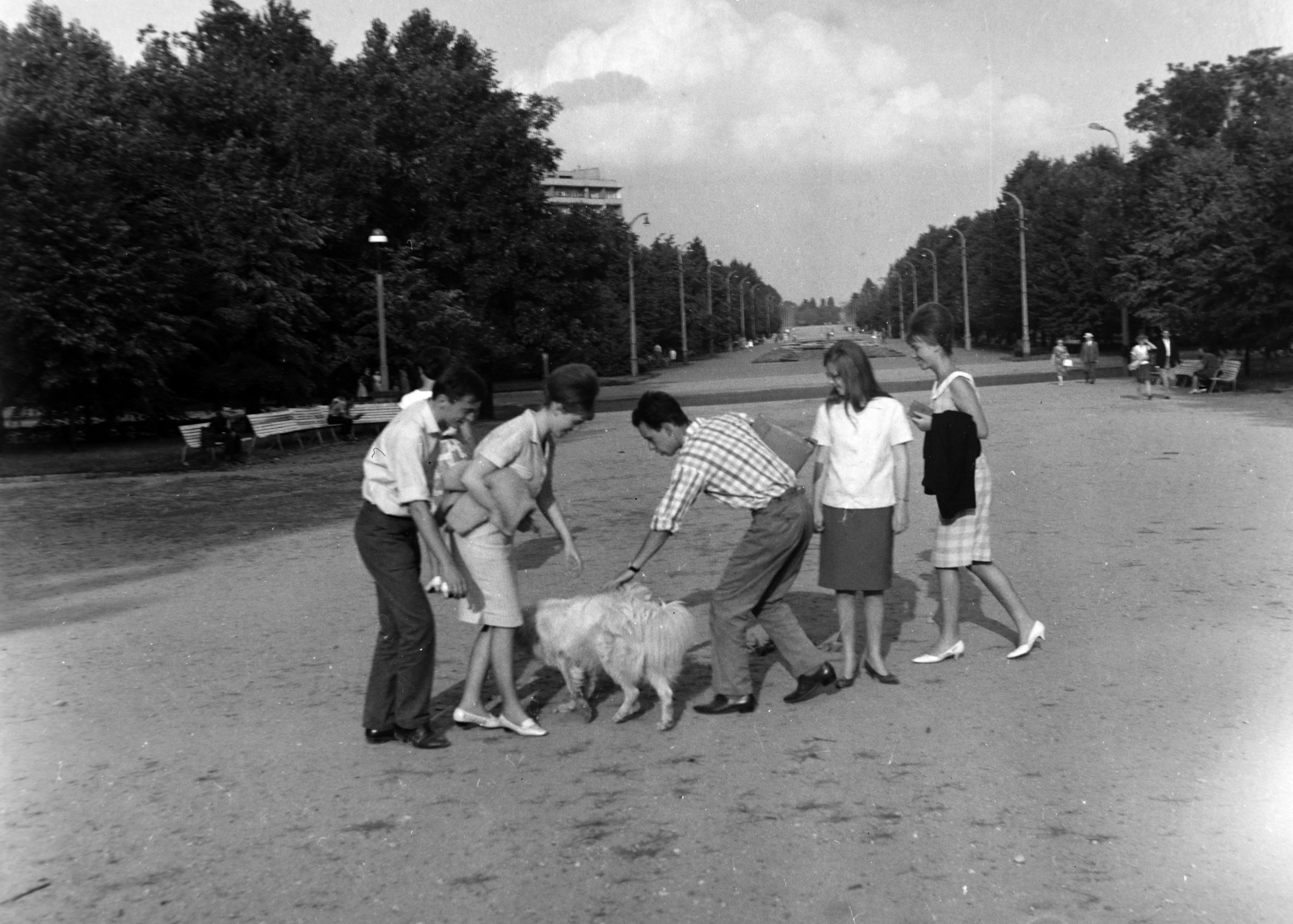 Poland, Warsaw, Marshal Edward Rydz-Śmigły park ( Centralny Park Kultury), aleja Księdza Józefa Stanka., 1964, Inkei Péter, dog, Fortepan #184719