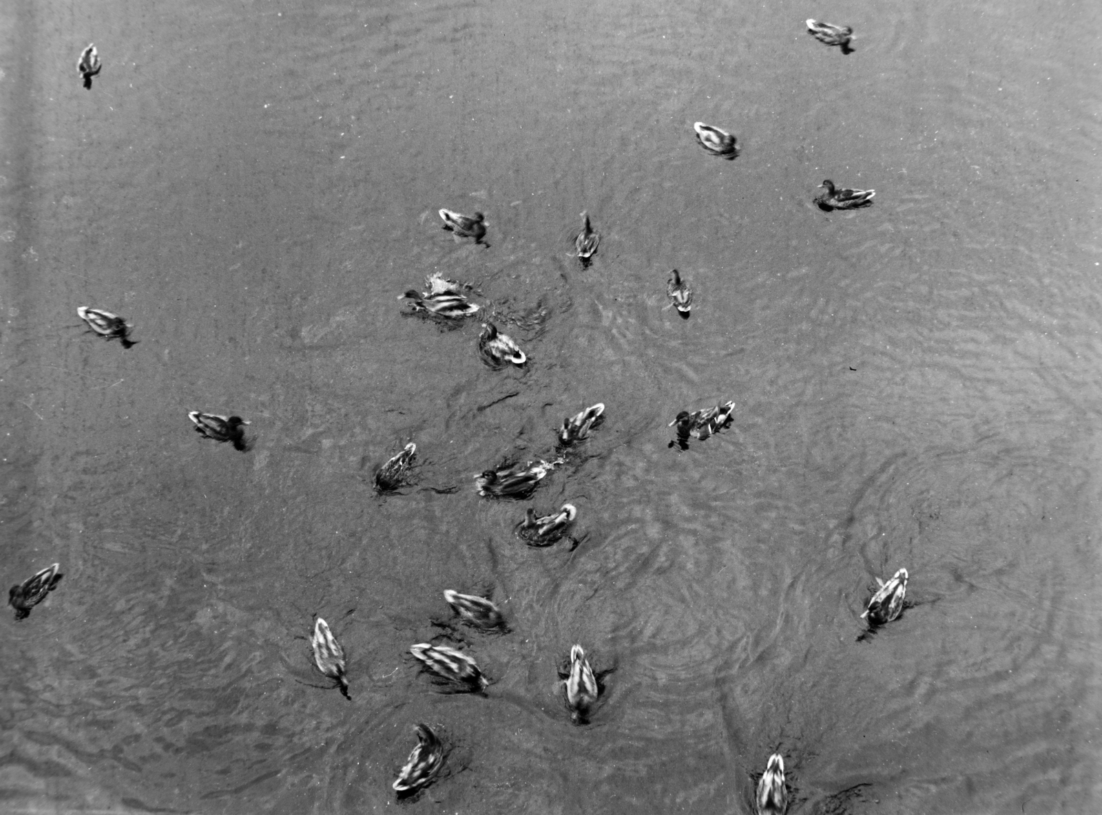 Poland, Warsaw, Lazienkowski Park., 1964, Inkei Péter, Fortepan #184728