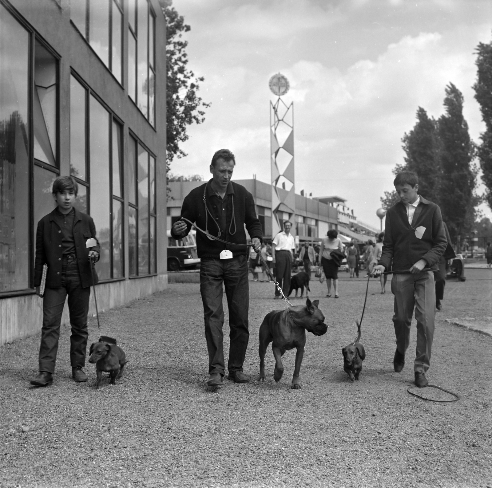 Hungary, Budapest X., Albertirsai úti vásárterület, kutyakiállítás., 1962, Inkey Tibor, dog, Dachshund, Budapest, Fortepan #184861