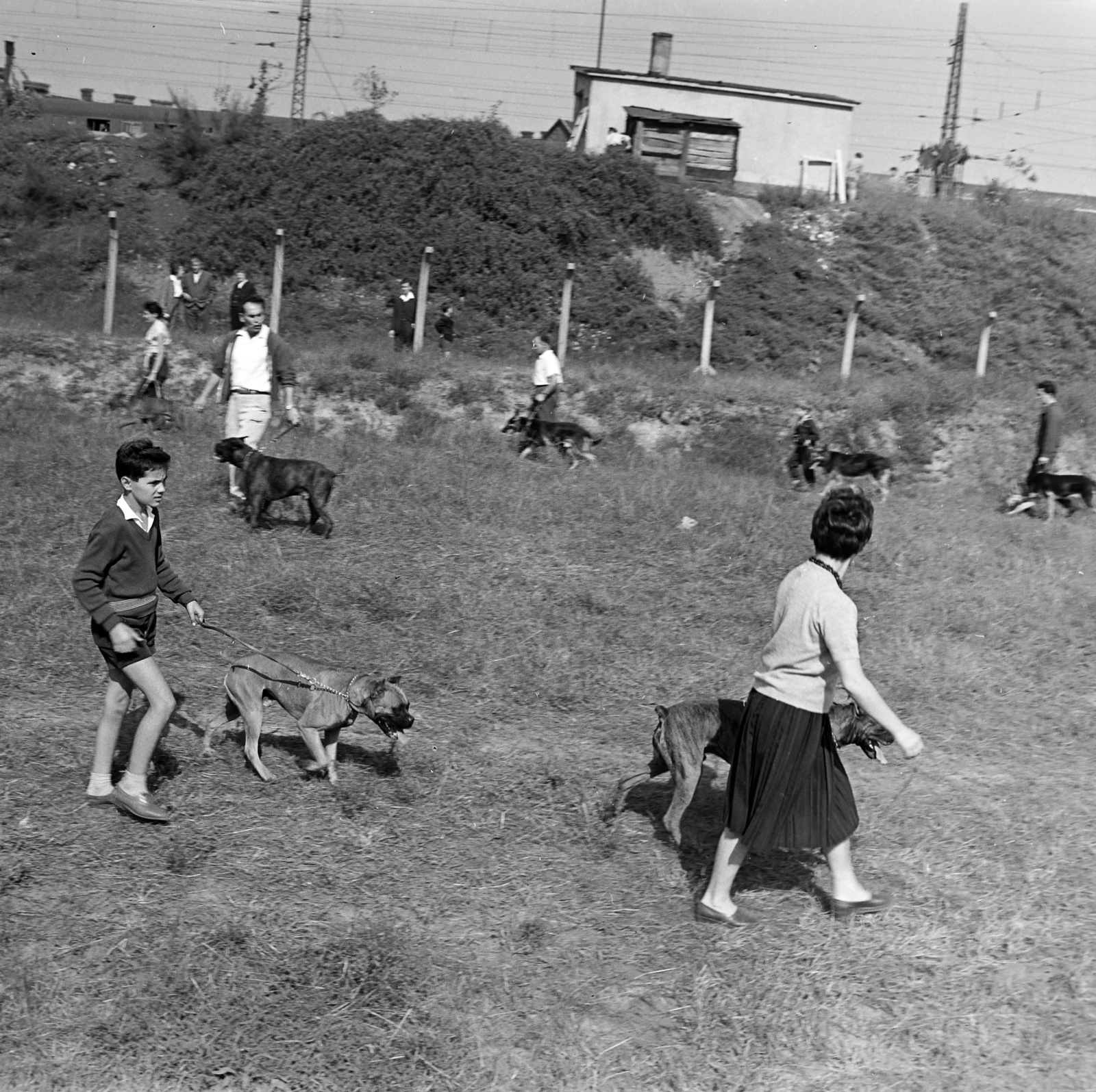 Magyarország, Budapest IX., Gyáli út - Ecseri út - Üllői út - vasút közötti terület, kutyaoktatás., 1962, Inkey Tibor, kutya, Budapest, Fortepan #184871