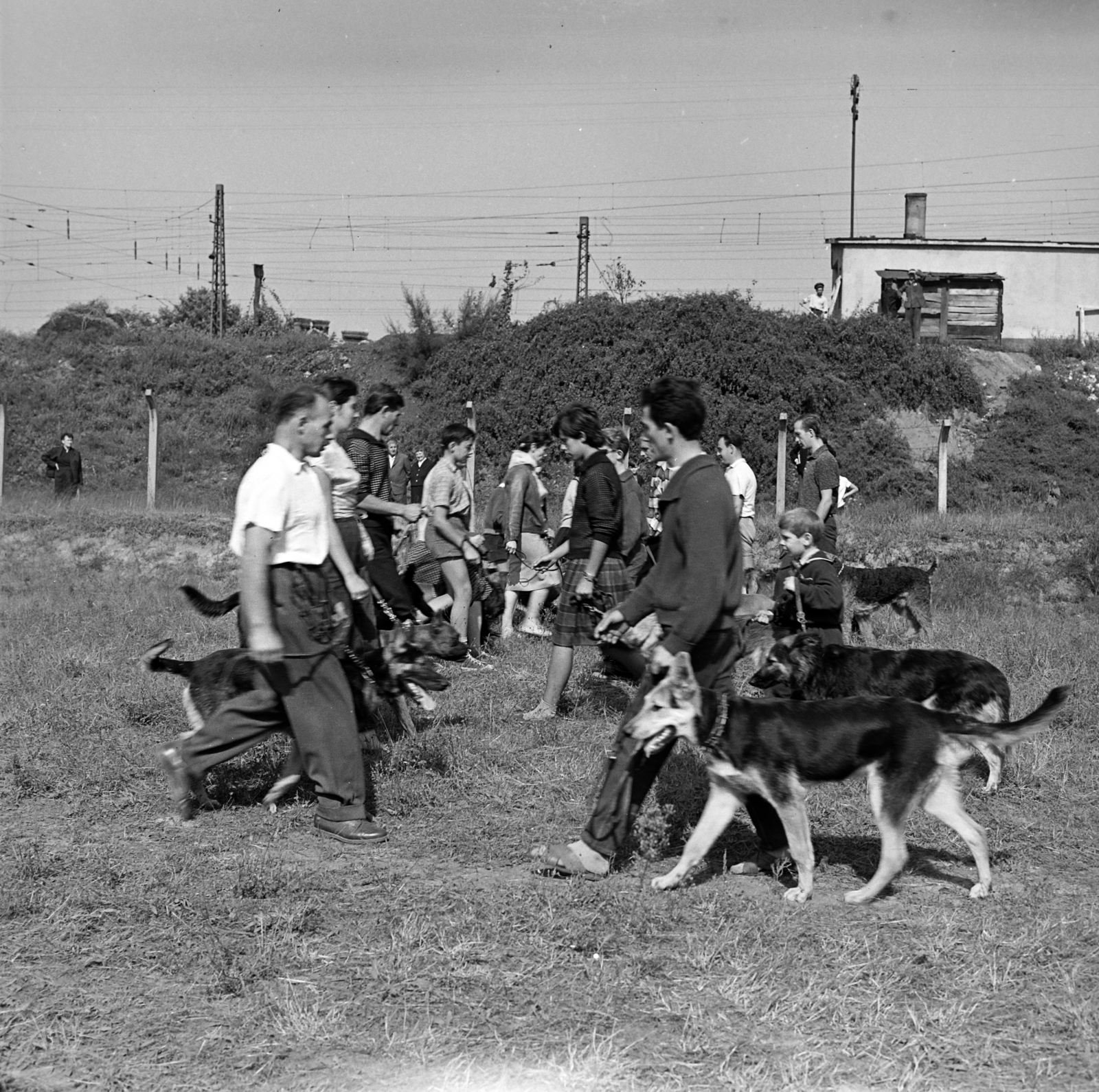 Hungary, Budapest IX., Gyáli út - Ecseri út - Üllői út - vasút közötti terület, kutyaoktatás., 1962, Inkey Tibor, dog, Budapest, Fortepan #184875