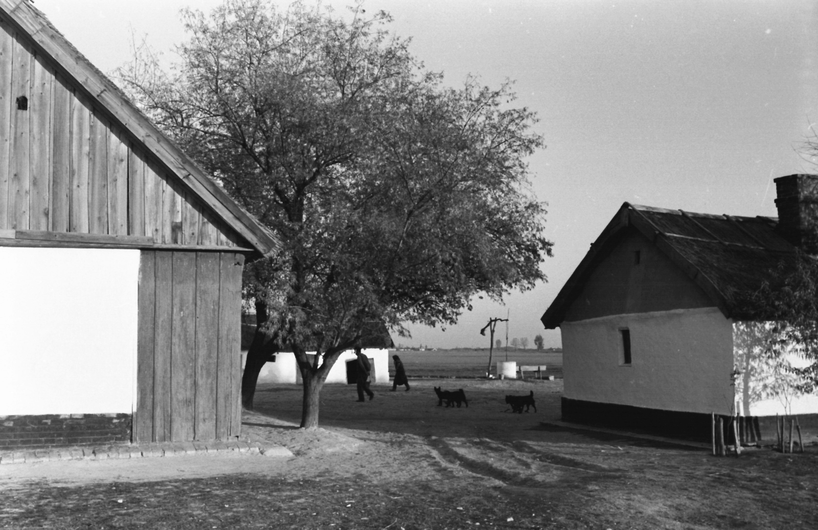 Hungary, Kunszentmiklós, a tsz-elnök, Selyem Zsigmond tanyája, a Csend és kiáltás című film forgatási helyszíne. A film rendezője Jancsó Miklós, operatőre Kende János., 1968, Kende János, farm, thatch roof, shadoof, Fortepan #185121