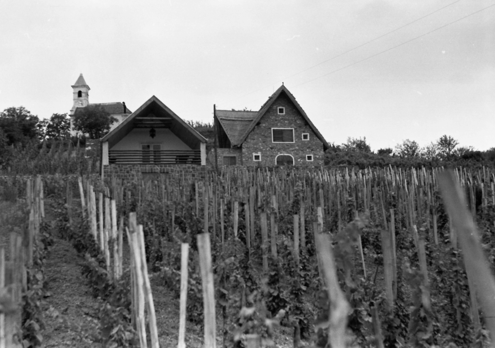 Hungary,Lake Balaton, Szigliget, nyaraló a Szentháromság-kápolna (szőlőhegyi kápolna) alatt., 1974, Kende János, vine, Fortepan #185174