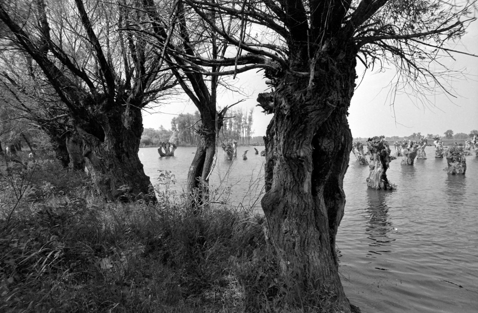 1976, Kende János, willows, shore, Fortepan #185294