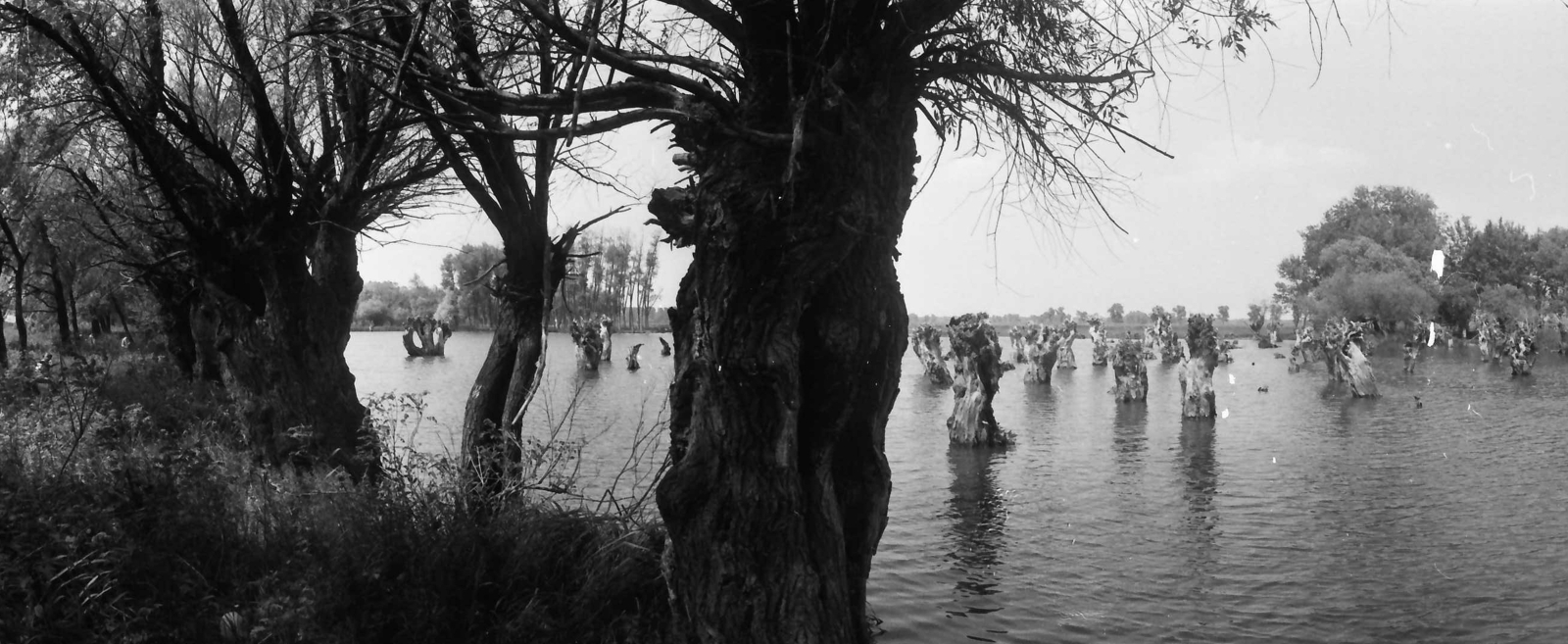 1982, Kende János, flood, willows, Fortepan #185464