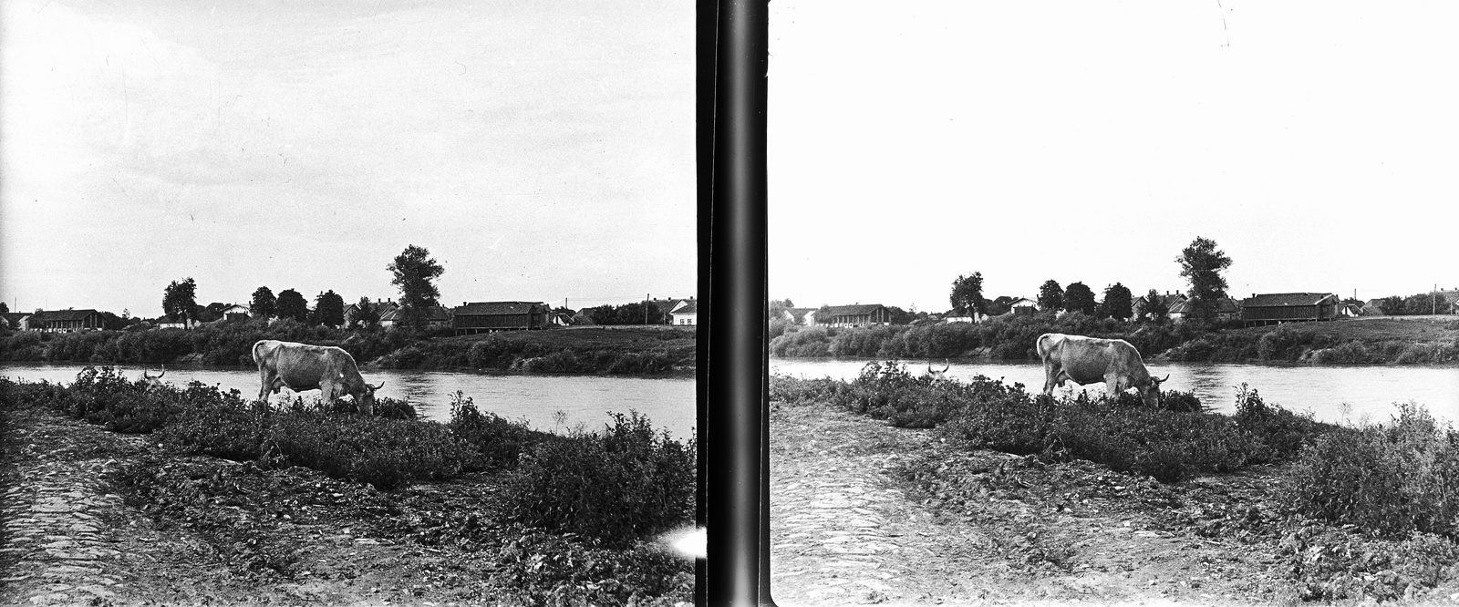 1930, Kárpáti György Mór, stereophoto, shore, cattle, Fortepan #186042