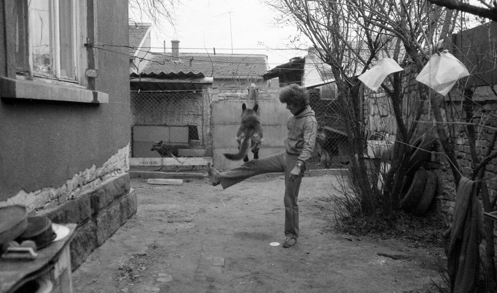 1983, Gulyás Zsuzsa, dog, Fortepan #186443