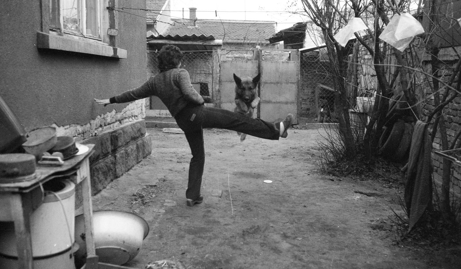 1983, Gulyás Zsuzsa, dog, Fortepan #186444