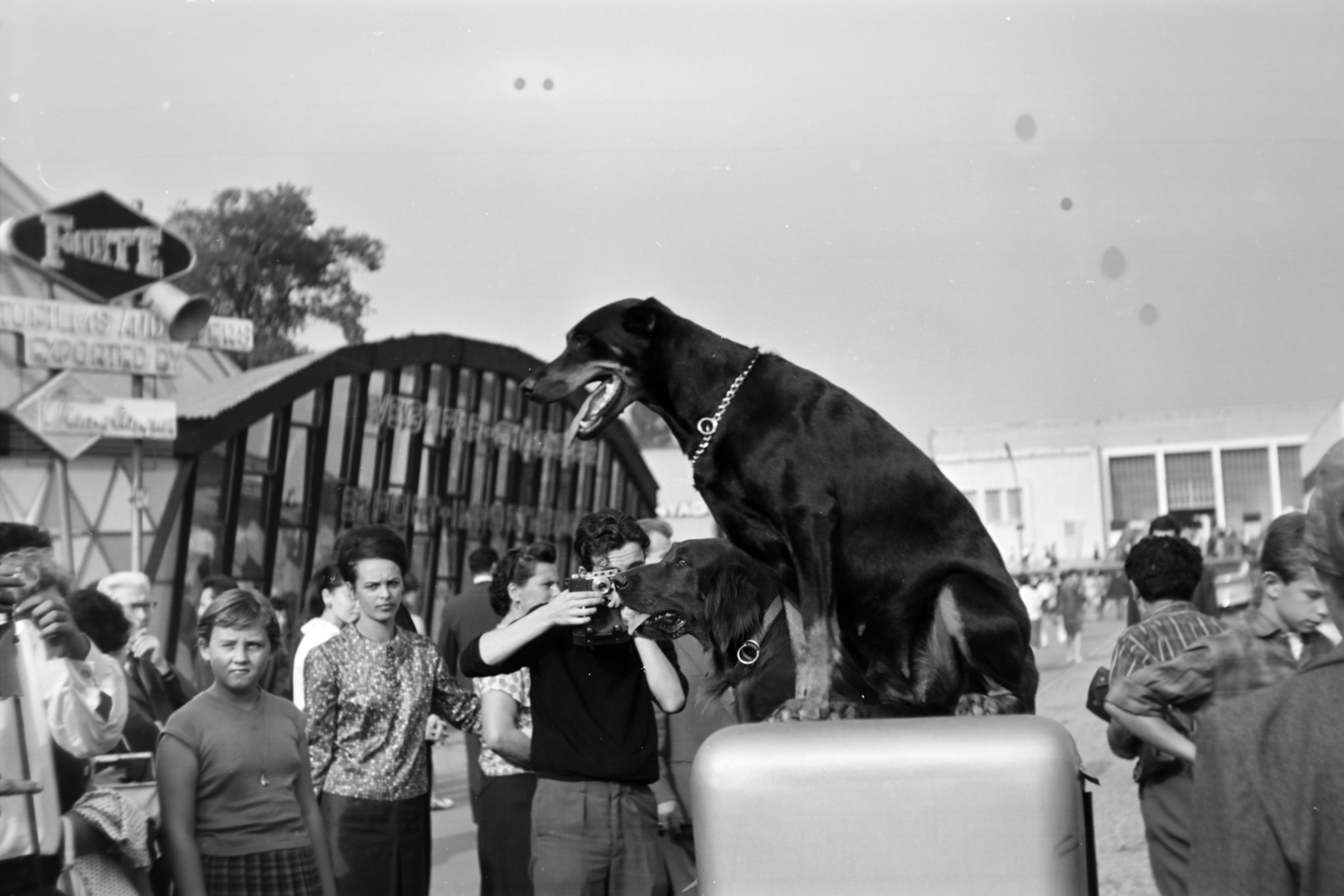 Hungary, Budapest XIV., a felvétel a Budapesti Nemzetközi Vásár területén tartott kutyakiállításon készült., 1967, Fortepan/Album037, dog, Budapest, Fortepan #186724