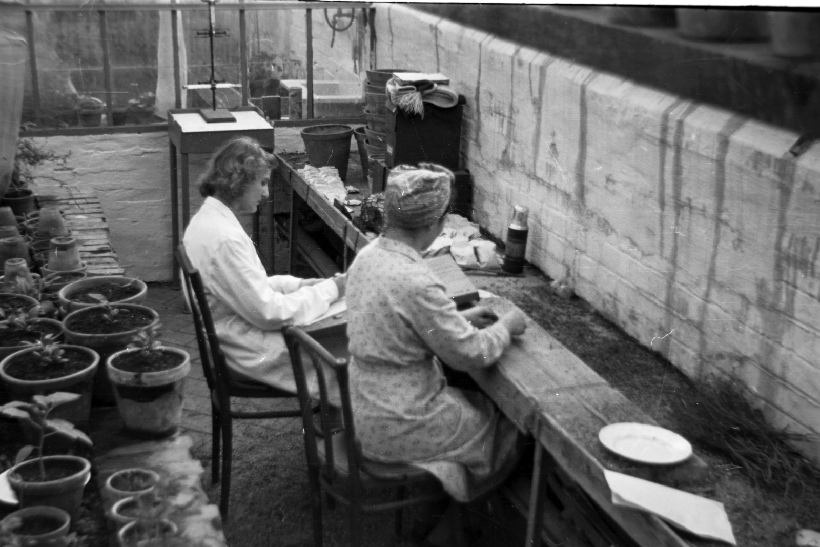 Hungary, Budapest II., Herman Ottó út 15., üvegház a Növényvédelmi Kutatóintézet épülete mellett., 1952, Fortepan/Album018, Budapest, greenhouse, greenhouse, Fortepan #187487