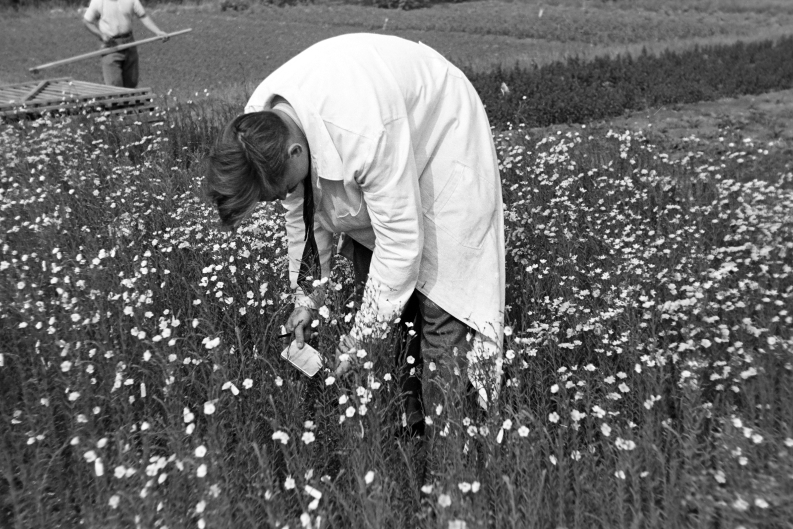 Magyarország, Budapest II., a mai Herman Ottó út 23., az ekkor beépítetlen területen a Növényvédelmi Kutató Intézet kísérleti len "ültetvénye"., 1952, Fortepan/Album018, Budapest, növény, munkaköpeny, kísérlet, mezőgazdaság, Fortepan #187512