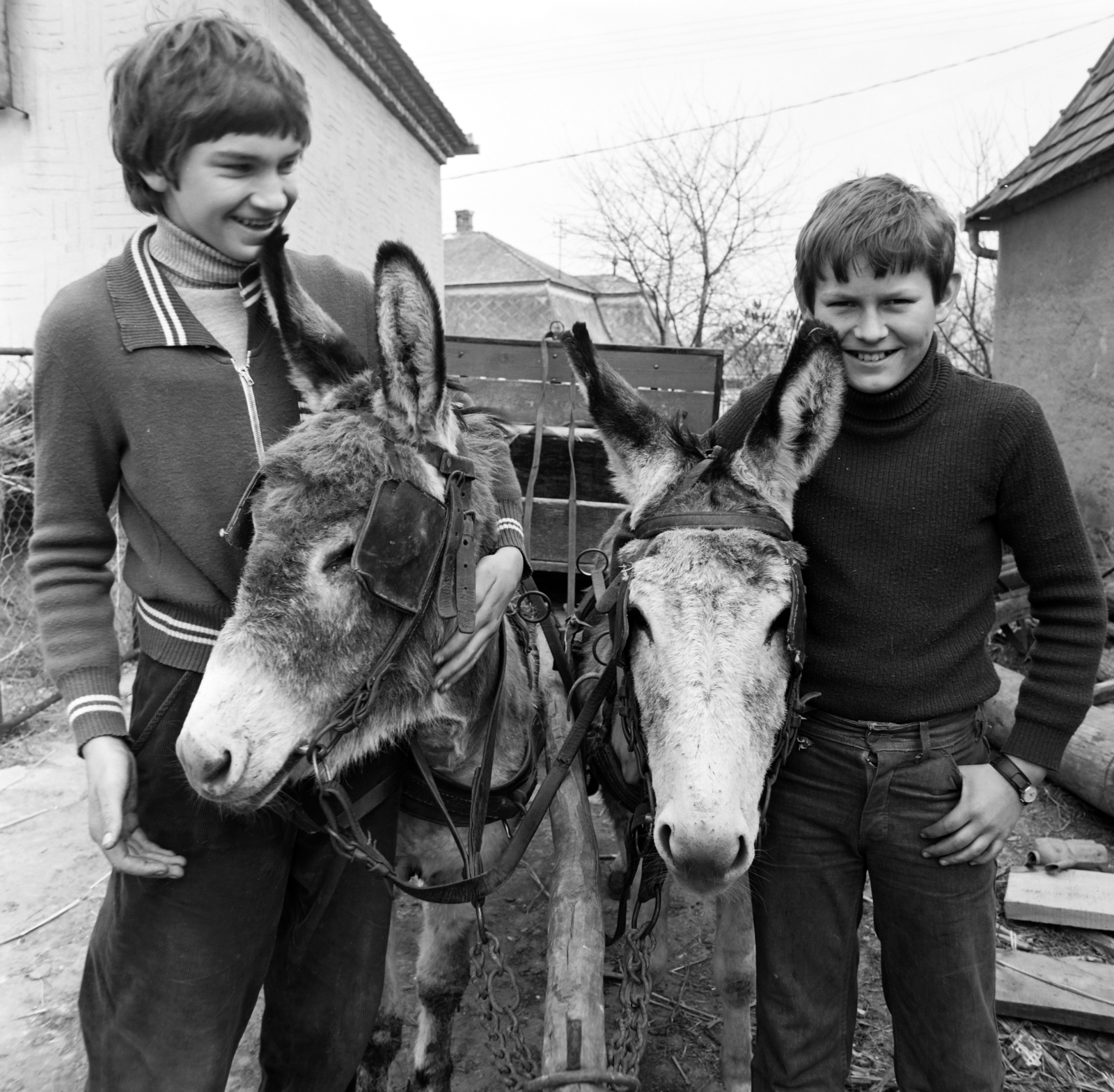 Hungary, Kocs, Árpád utca., 1983, Szalay Béla, donkey, Fortepan #187817
