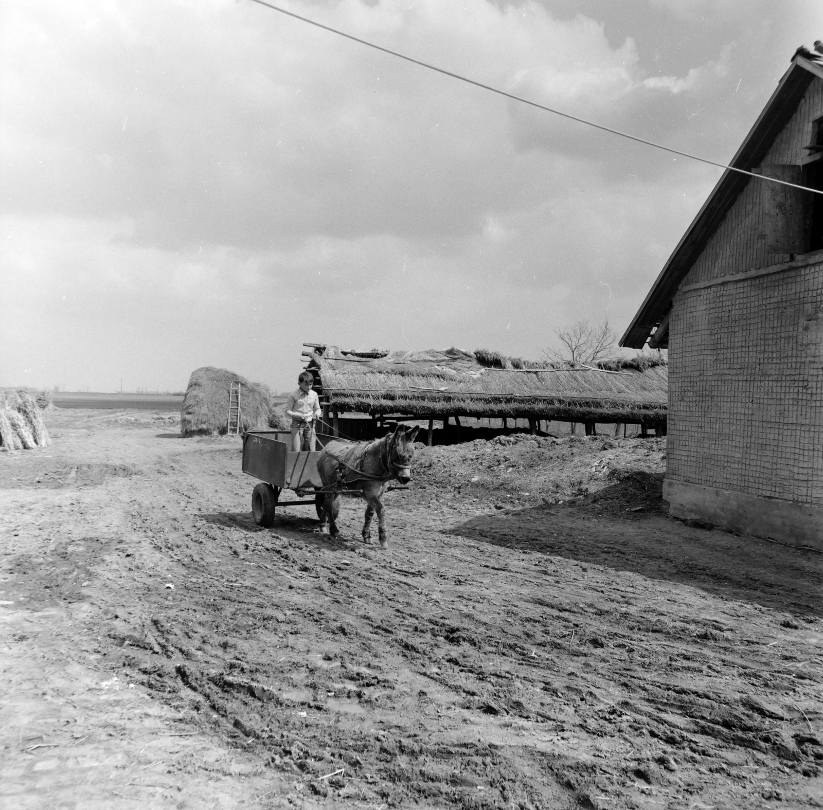 Hungary, Kocs, 1983, Szalay Béla, Fortepan #187822