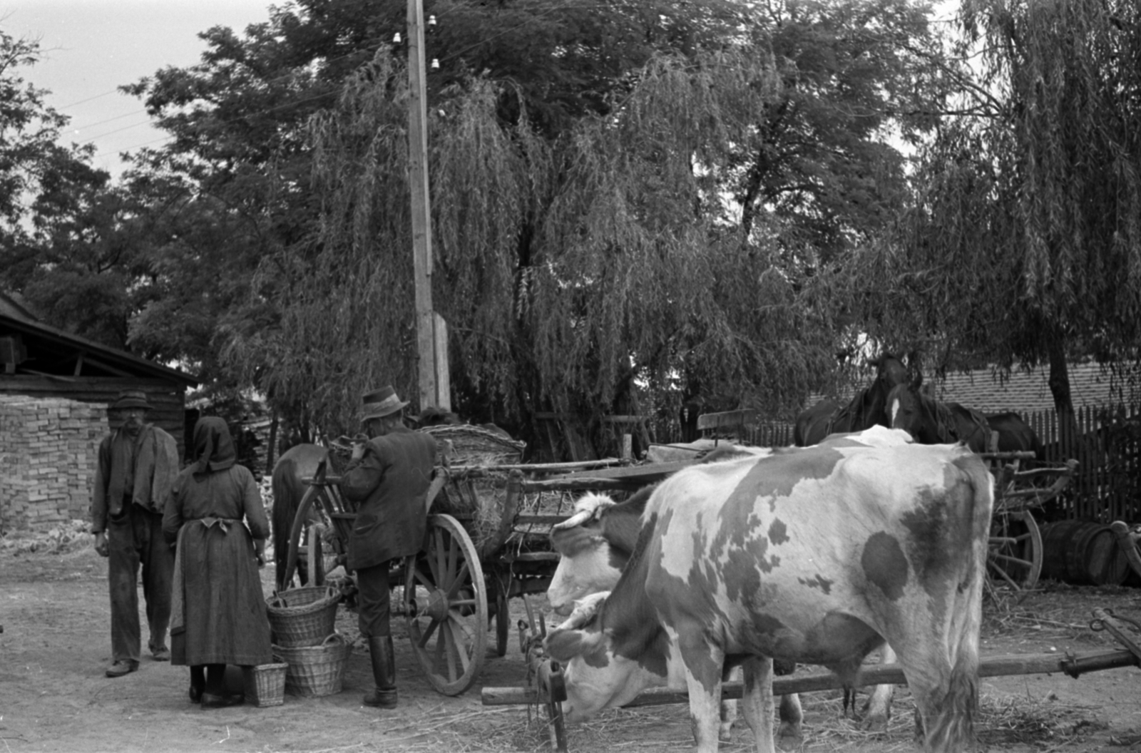 Hungary, Paks, 1937, Kenedi János, chariot, cattle, peasant, Fortepan #188286