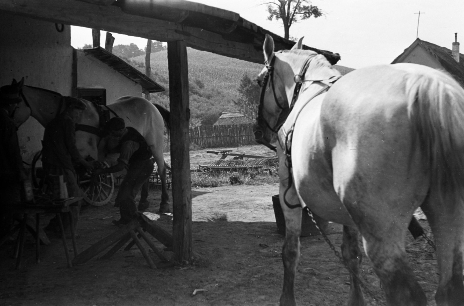 1937, Kenedi János, horse, horseshoe, blacksmith, Fortepan #188293