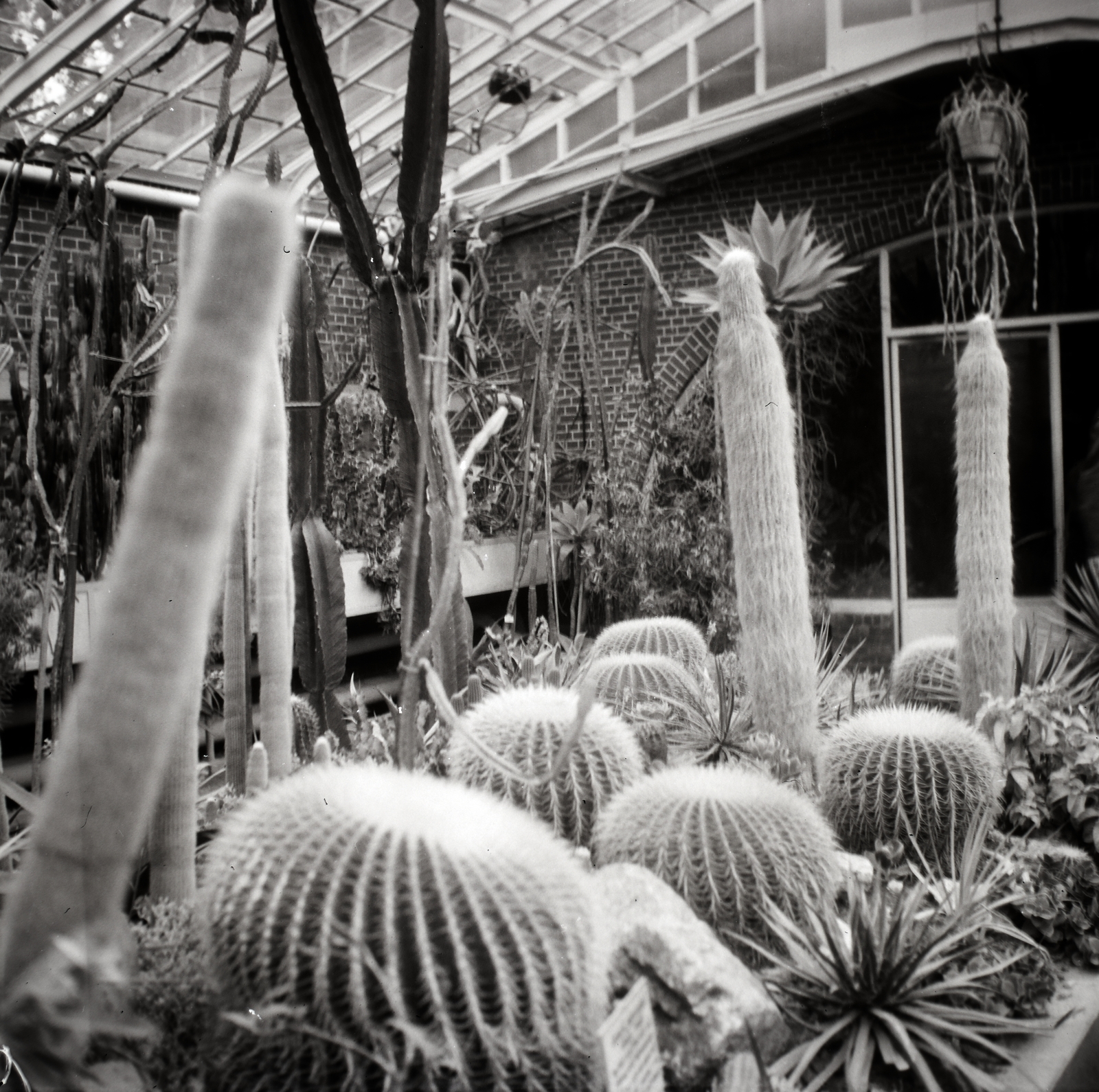 Germany, Berlin, Königin-Luise-Strasse, Kaktuszház a berlini botanikus kertben (Kakteenhaus im Botanischer Garten und Botanisches Museum Berlin-Dahlem)., 1936, Lőrincze Judit, cactus, Fortepan #188574