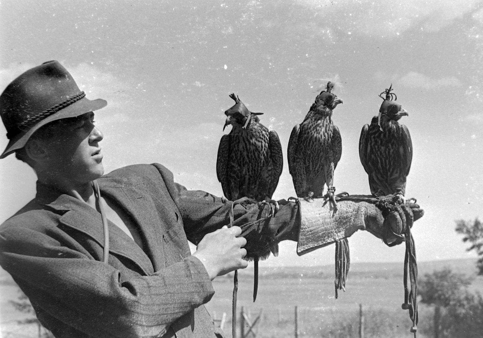 1955, Kotnyek Antal, hawk, bird release, bird of prey, gloves, hunting, Fortepan #18878
