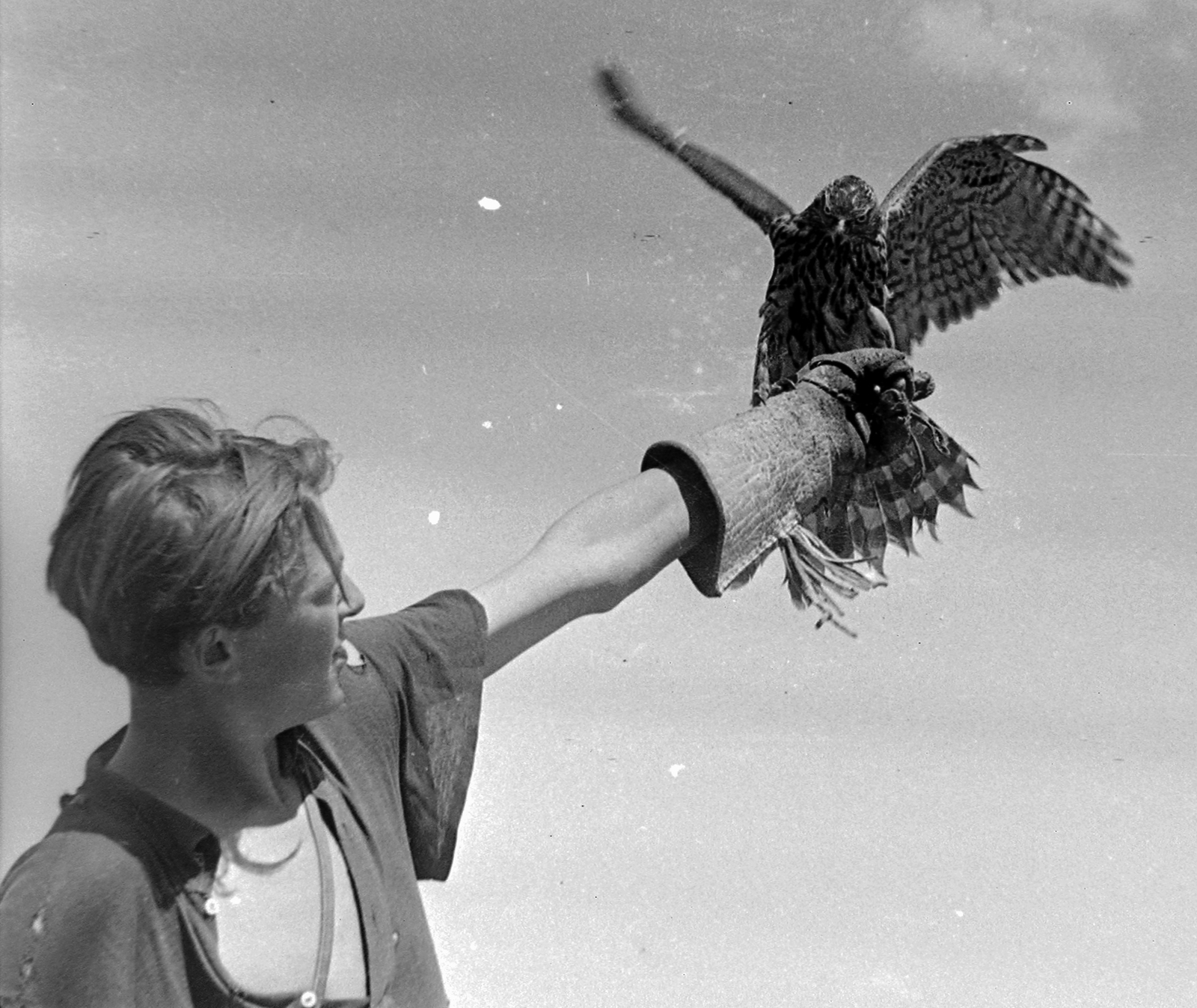 1955, Kotnyek Antal, hawk, bird of prey, gloves, Fortepan #18879