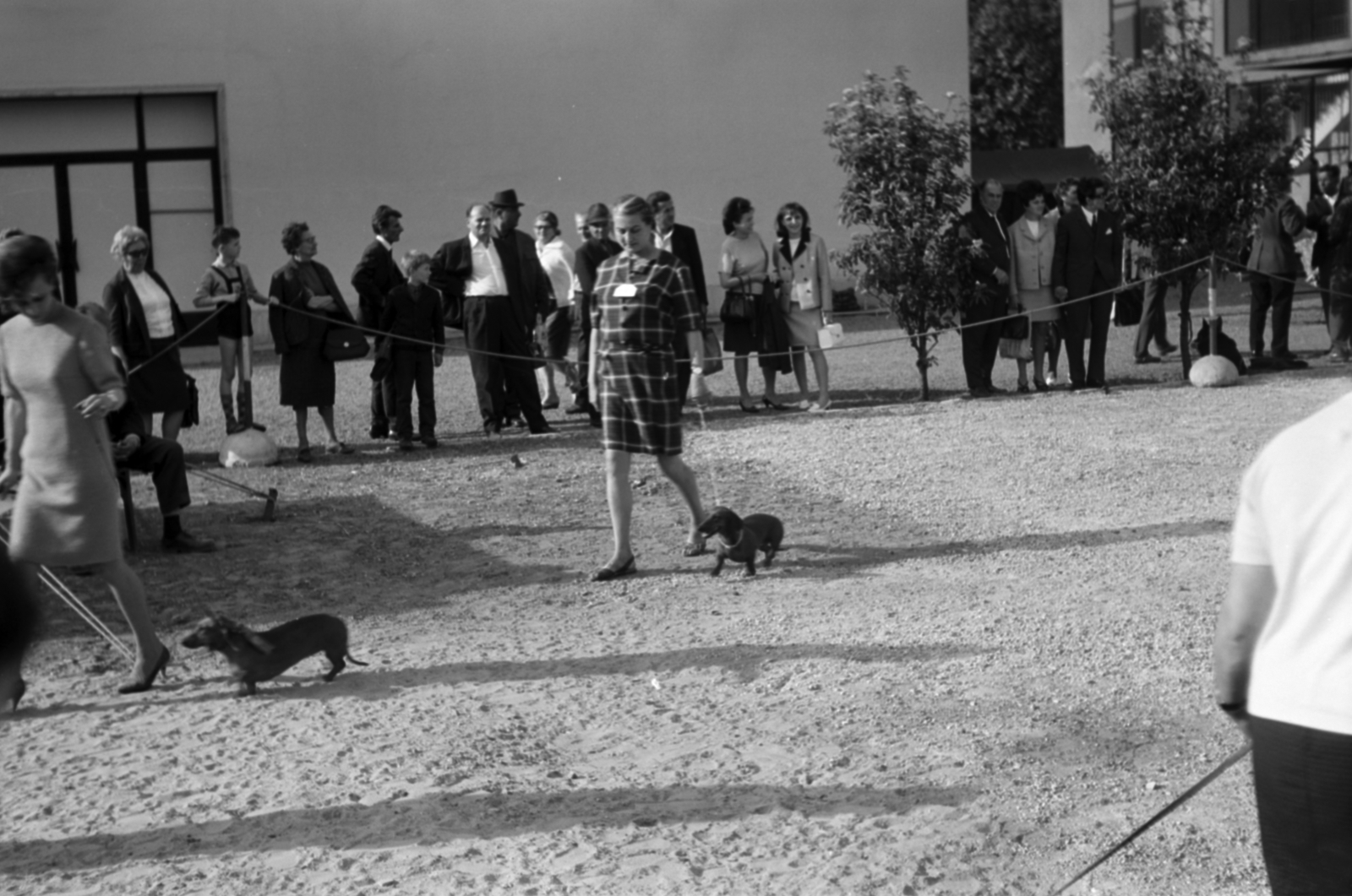Hungary, Budapest X., Albertirsai úti vásárterület, kutyakiállítás., 1969, Somos Éva, Budapest, Fortepan #189351
