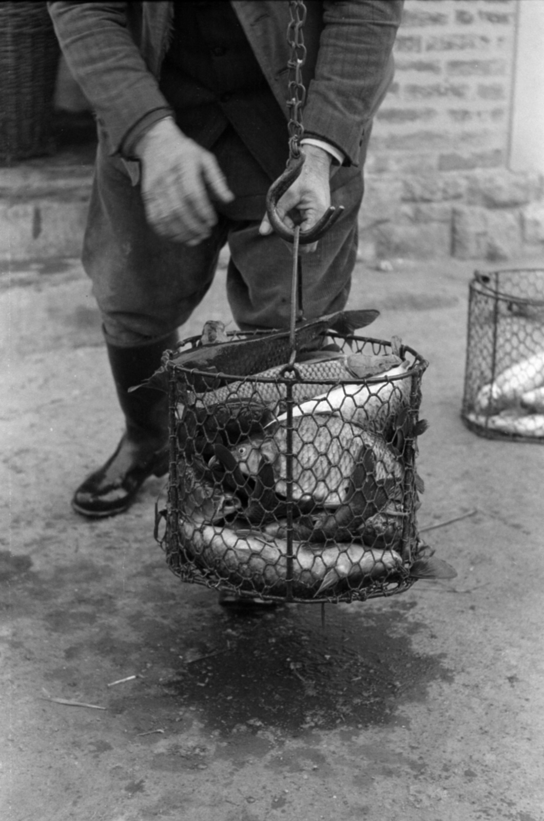 1958, Tölg Anna, fish, Fortepan #189400