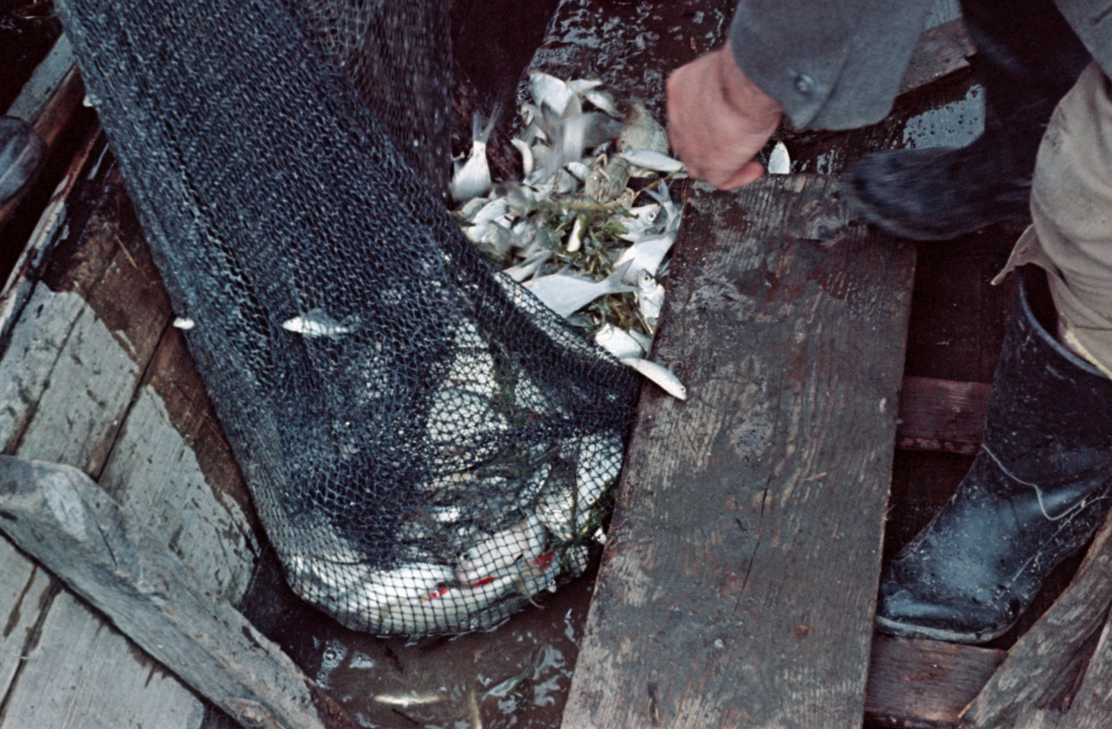 1959, Tölg Anna, colorful, fishing, Fortepan #189449