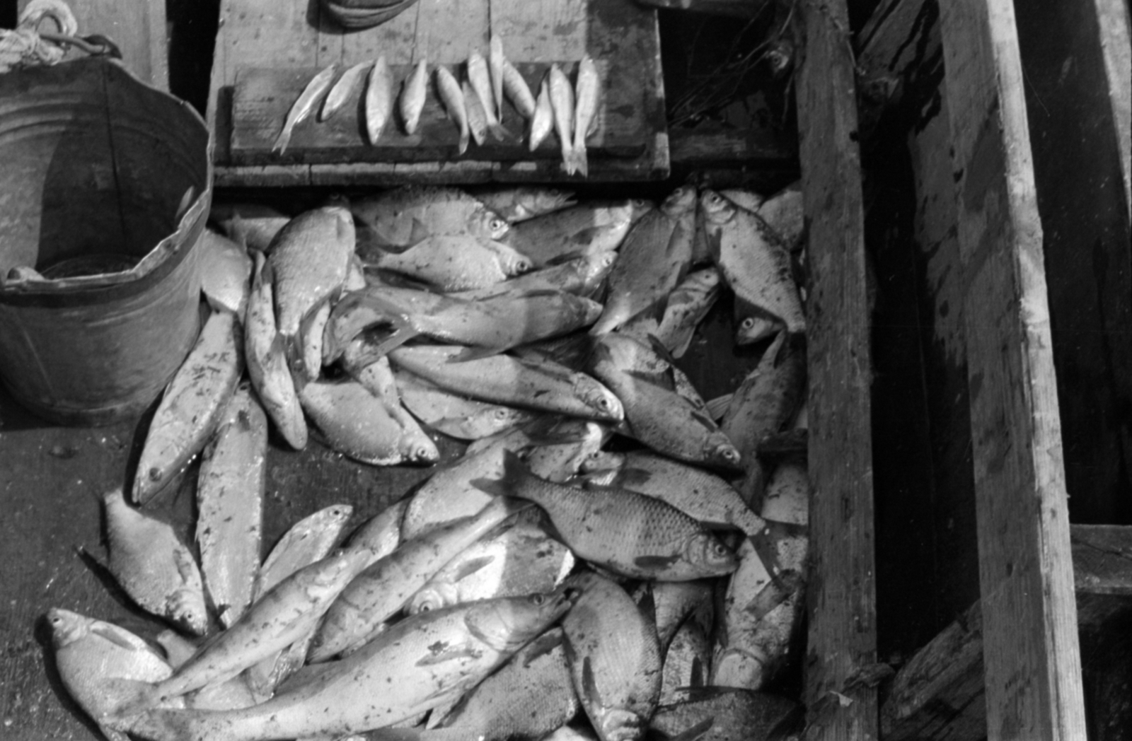 1959, Tölg Anna, fish, bucket, Fortepan #189455