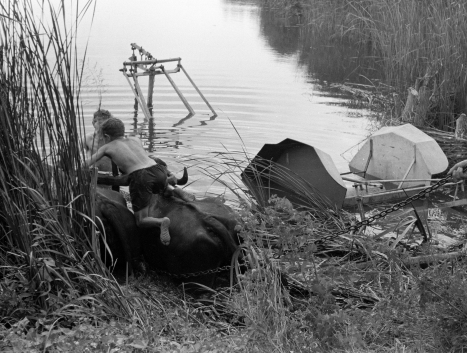 1959, Tölg Anna, boys, shore, buffalo, Fortepan #189494