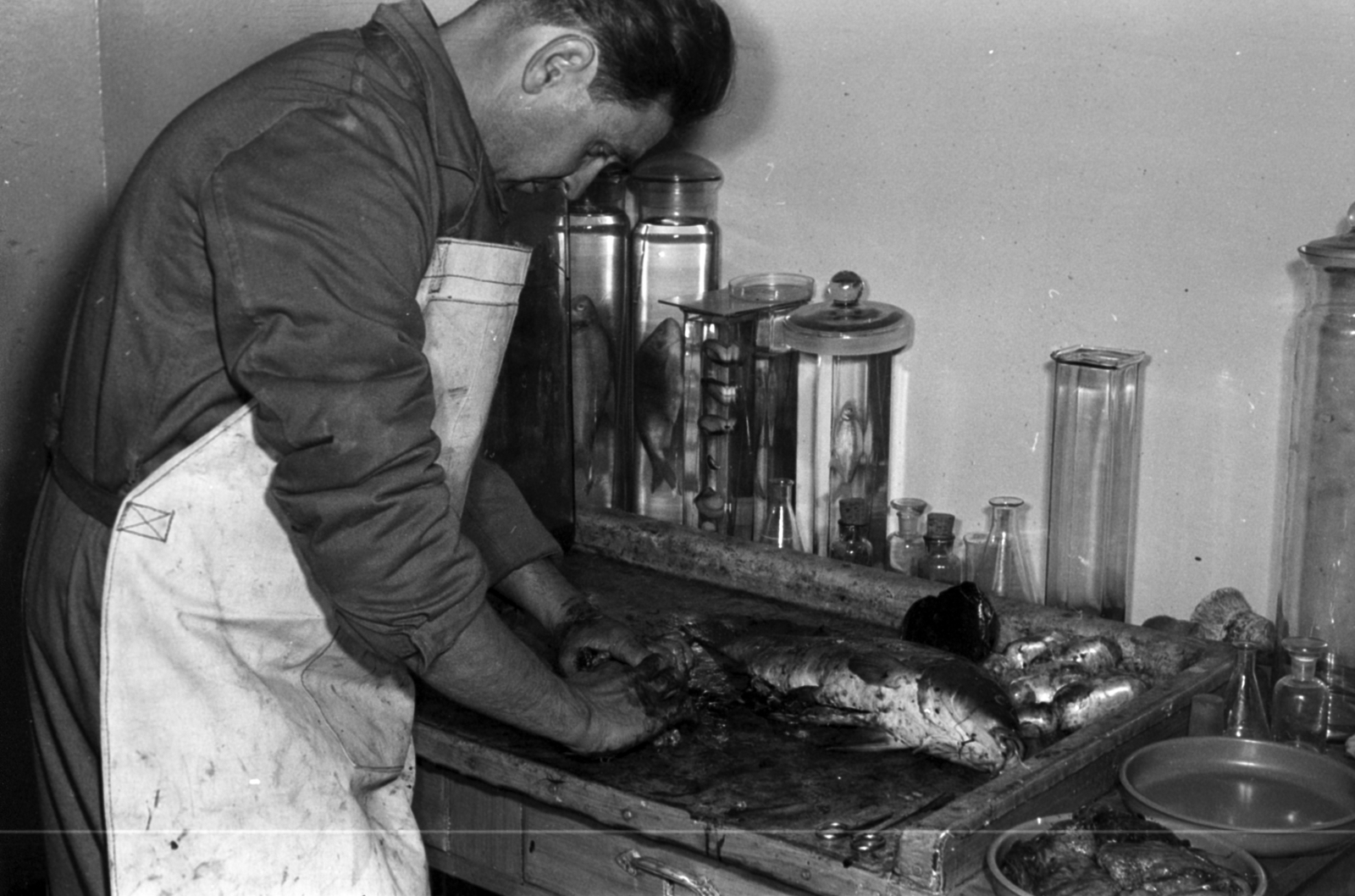 1959, Tölg Anna, fish, laboratory, examination, Fortepan #189497