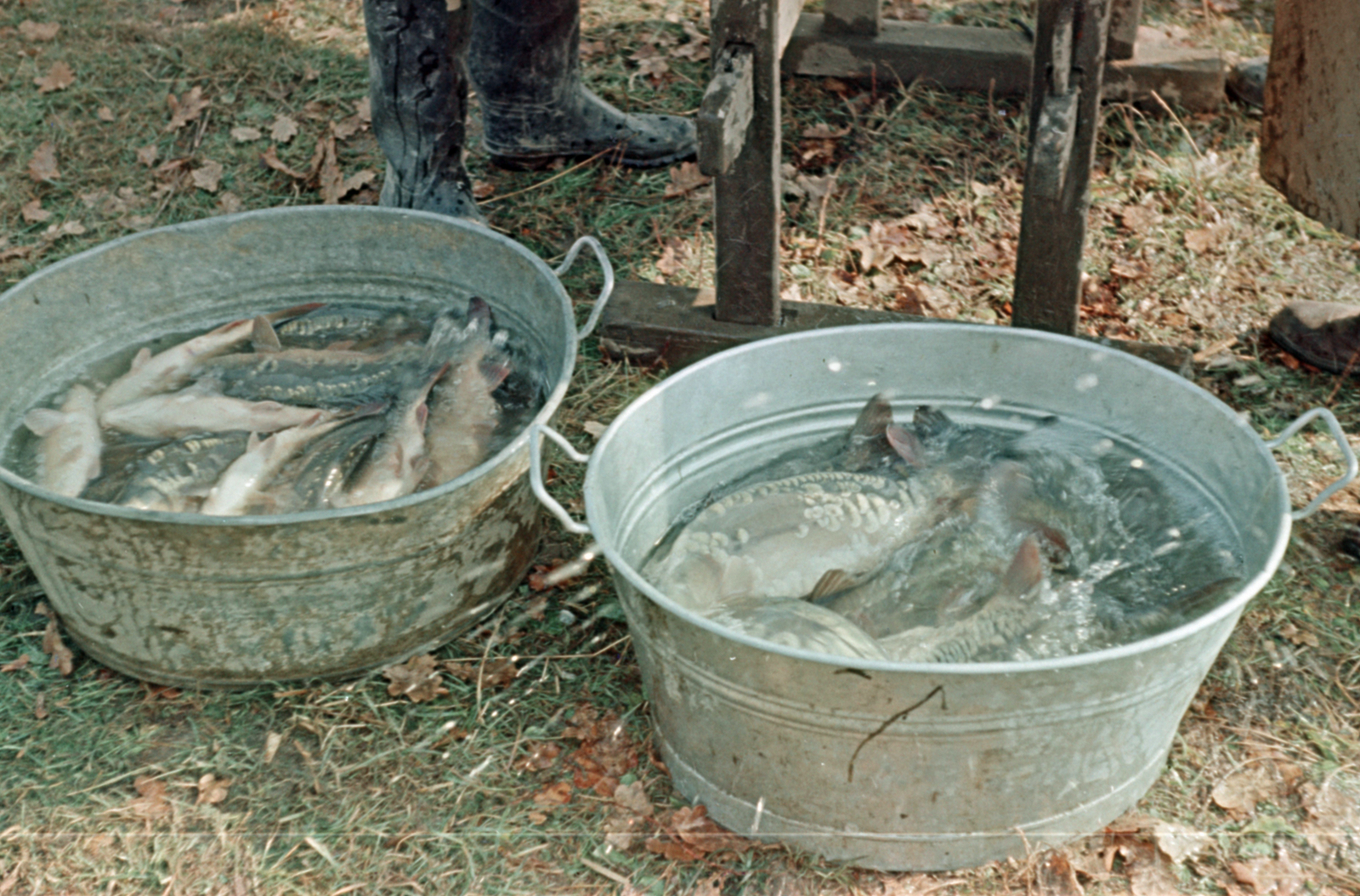 1959, Tölg Anna, colorful, carp, Fortepan #189501