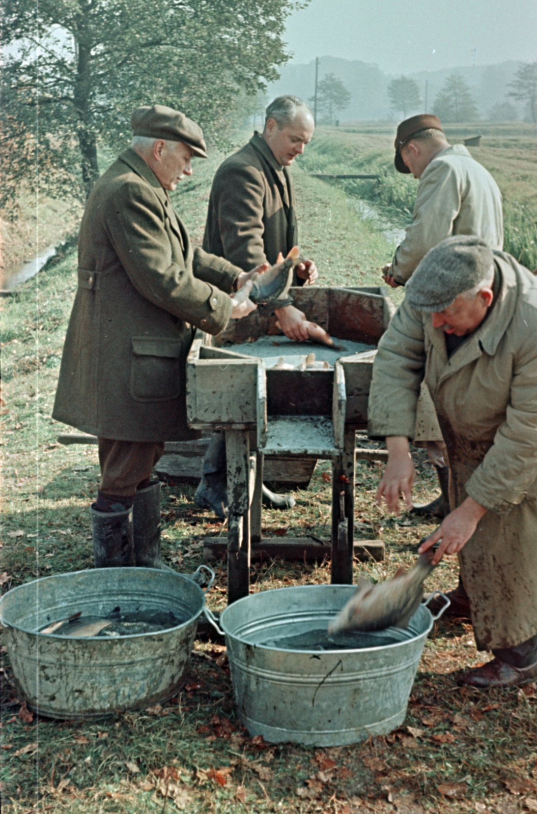 1959, Tölg Anna, colorful, fish, Fortepan #189502