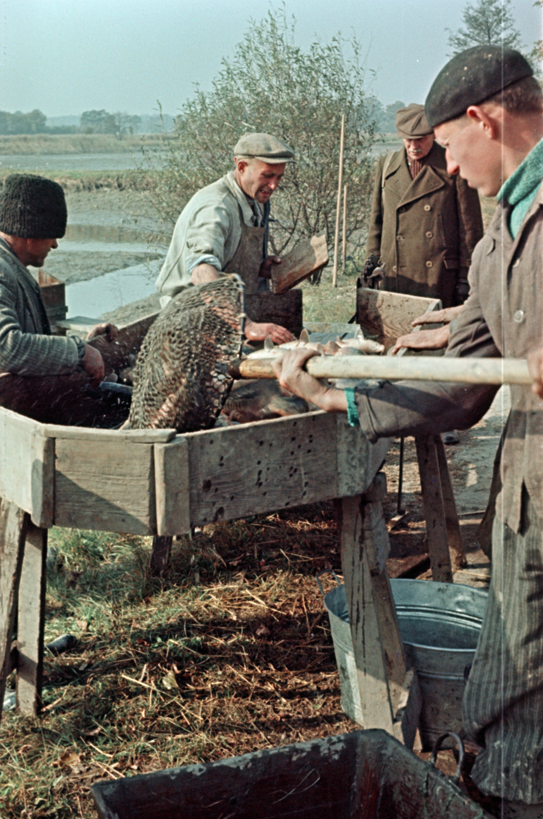 1959, Tölg Anna, colorful, fish, Fortepan #189511