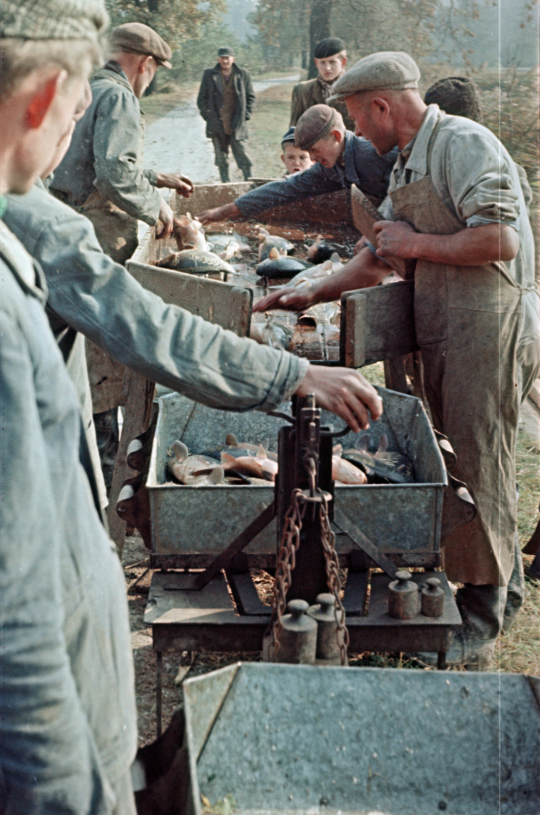 1959, Tölg Anna, colorful, fish, apron, weight, scale, Fortepan #189512