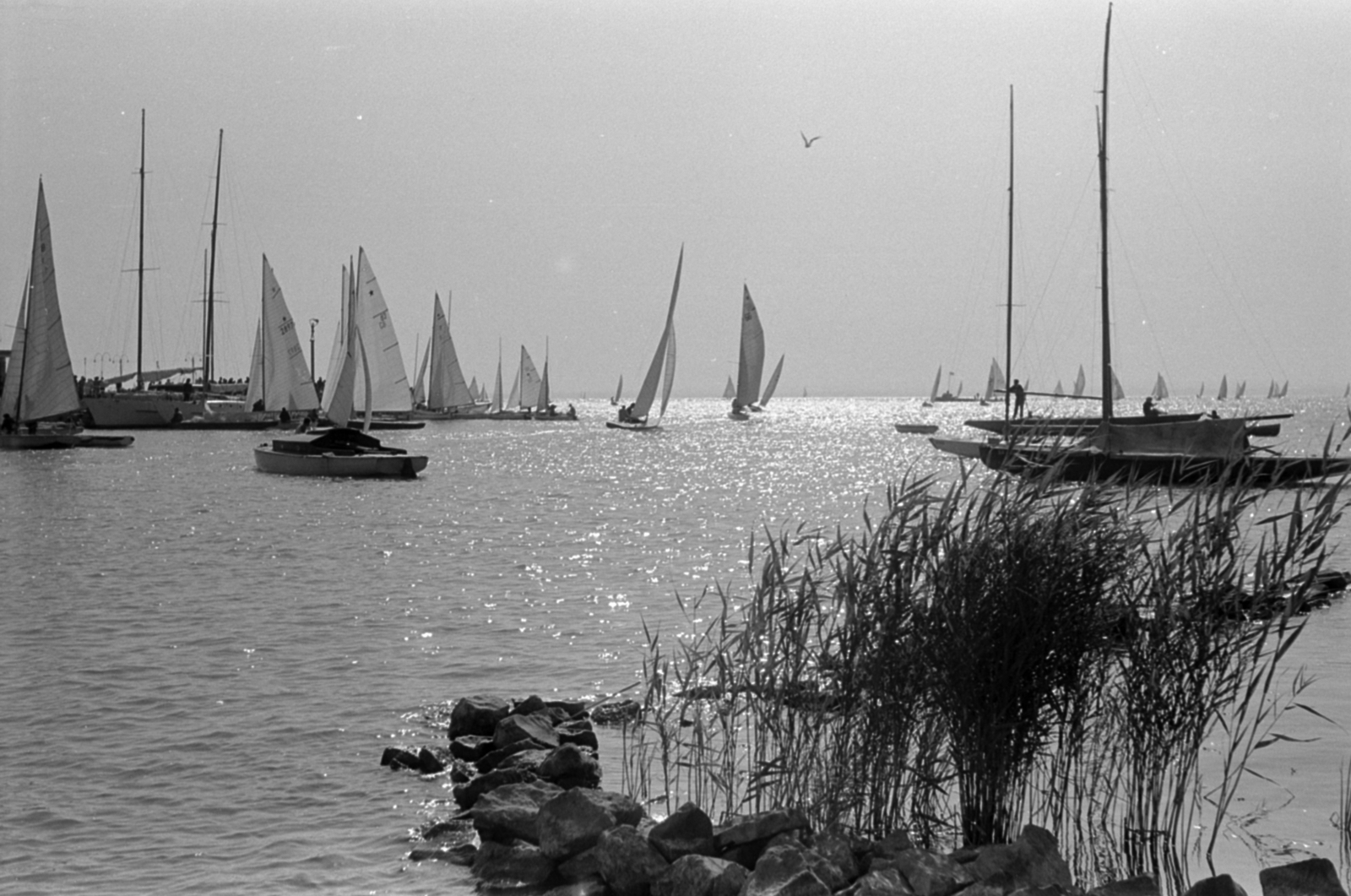 1960, Tölg Anna, sailboat, Fortepan #189564
