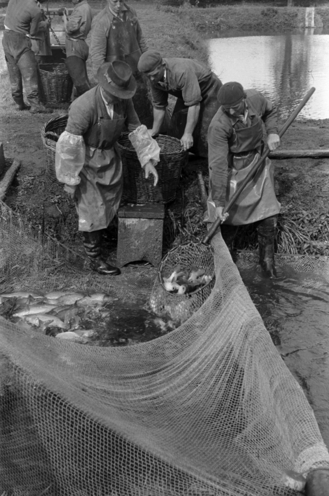 1960, Tölg Anna, fish, fishing net, men, Fortepan #189591