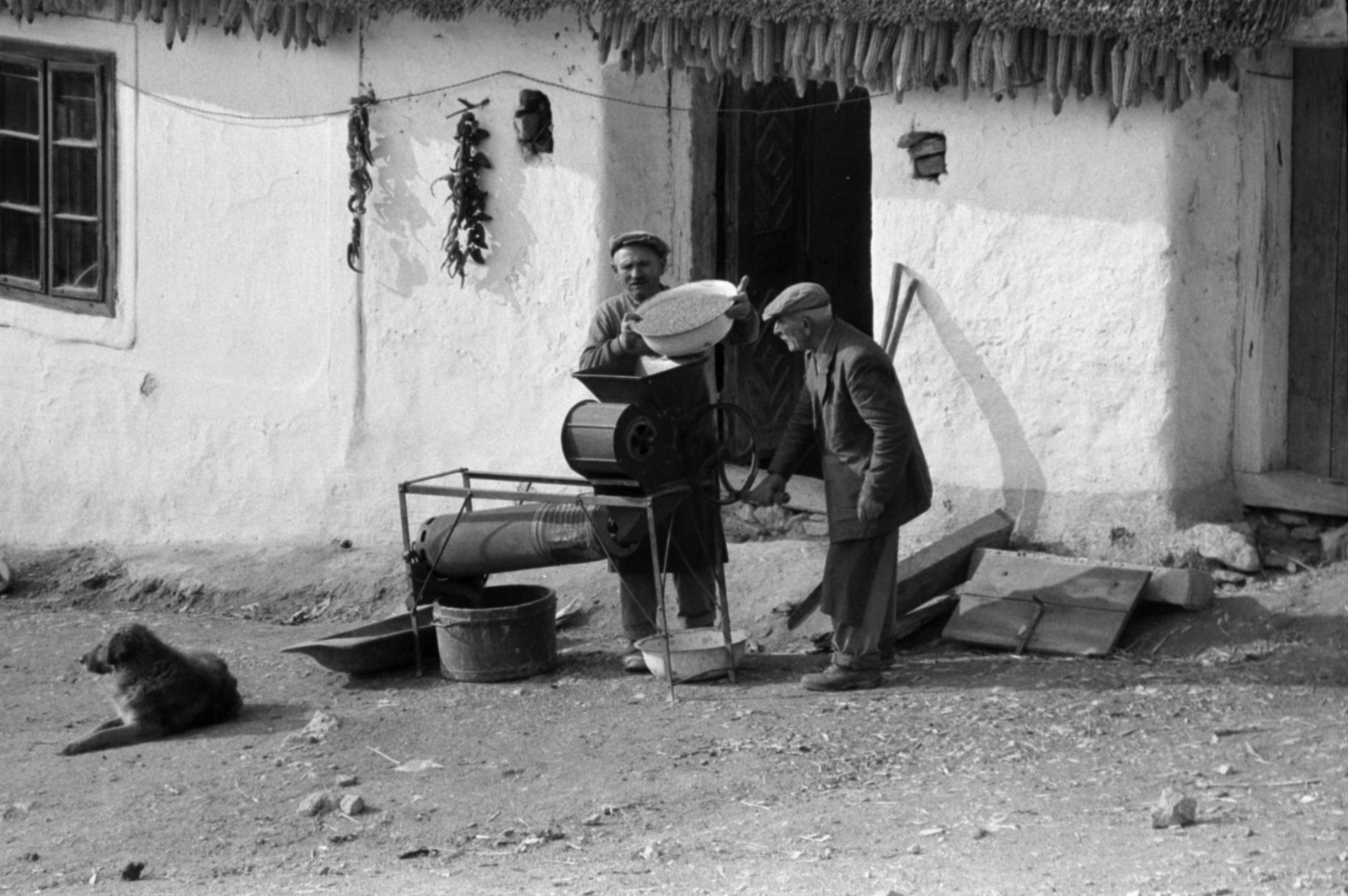 1960, Tölg Anna, farmhouse, dog, tub, grinder, pepper garland, corn, old person, yard, Fortepan #189618