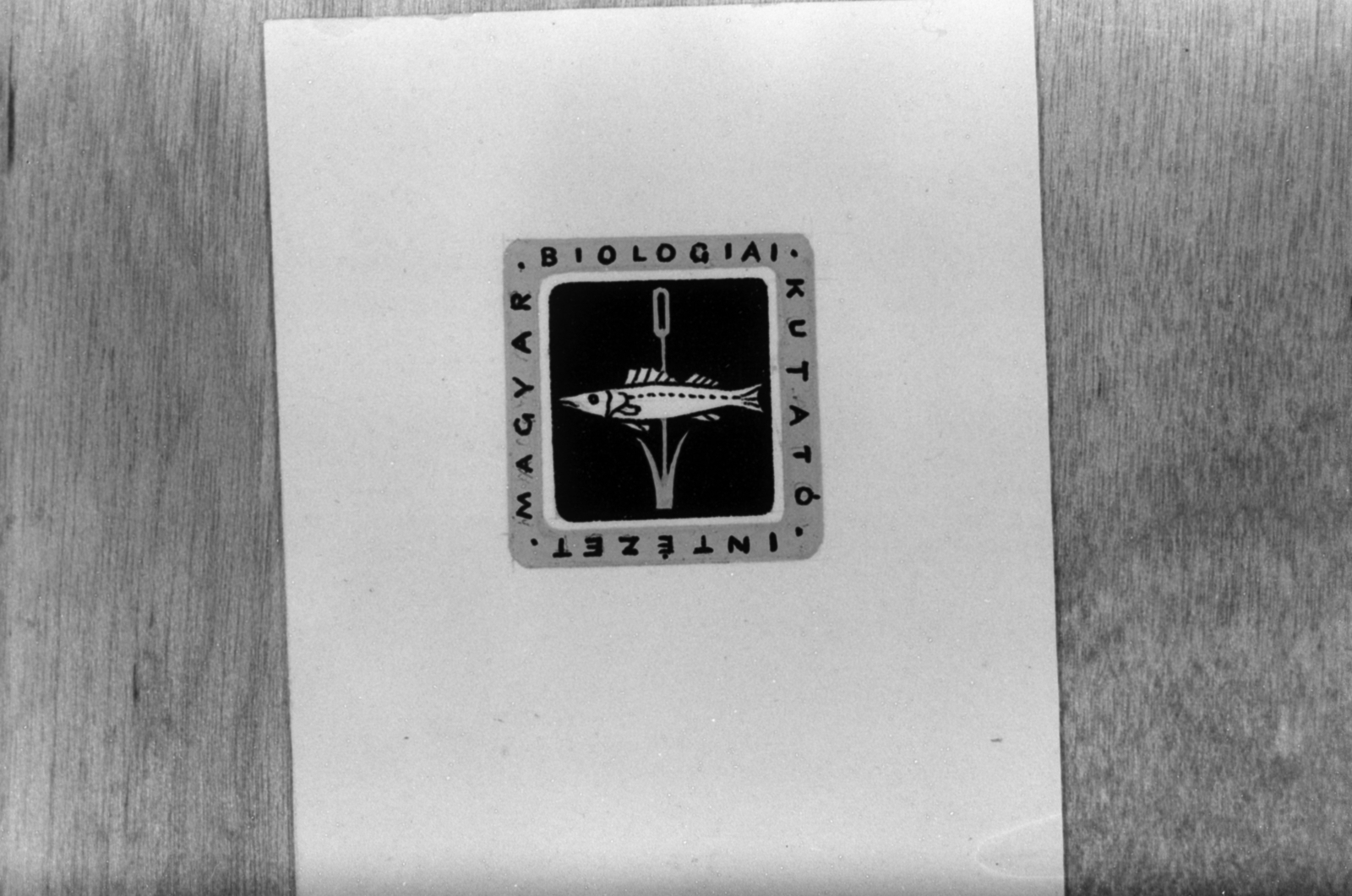 1961, Tölg Anna, fish, badge, sticker, Fortepan #189706